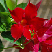 Mandevilla Madinia® Deep Red Dipladenia, 4" Pot