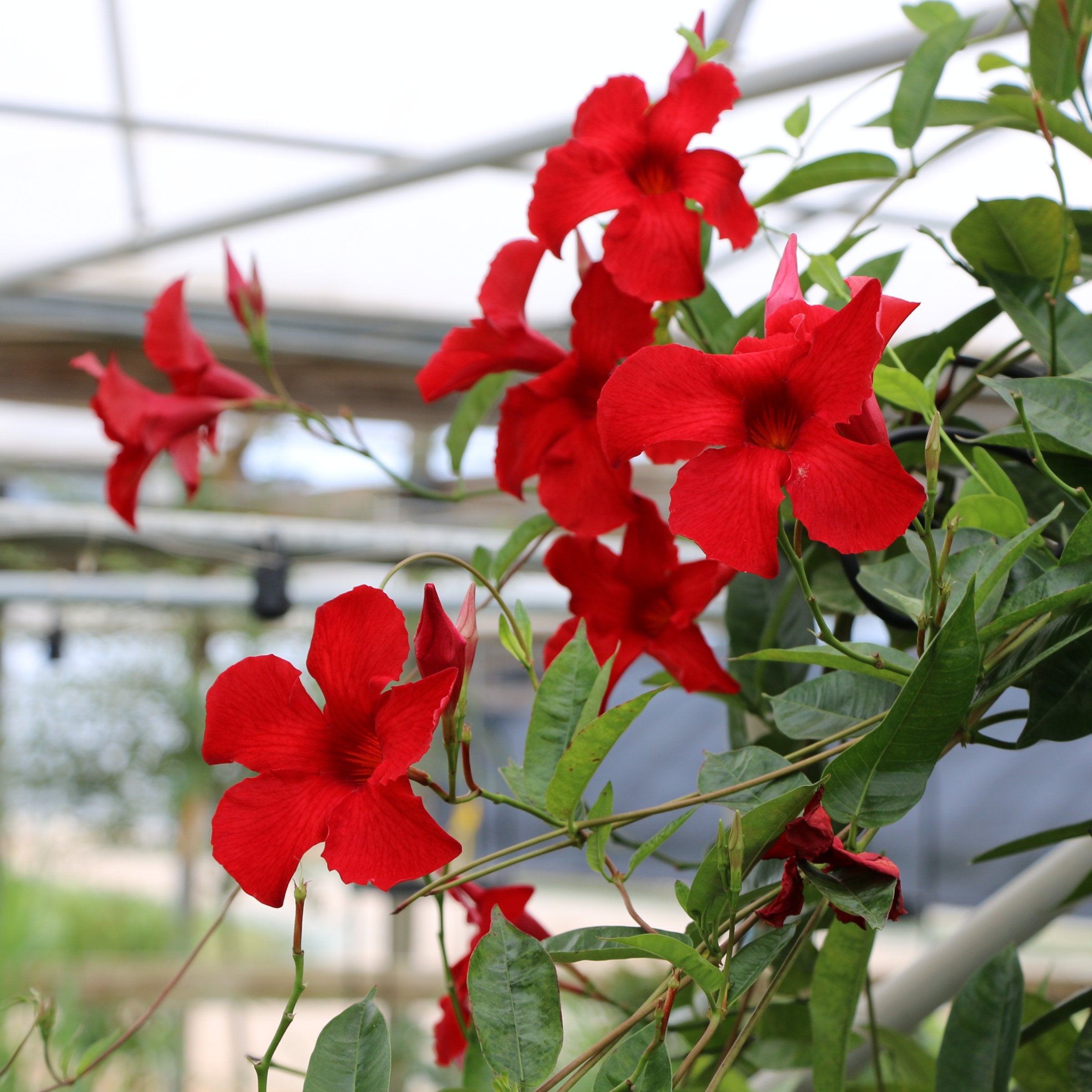 Mandevilla Madinia® Deep Red Dipladenia, 4" Pot