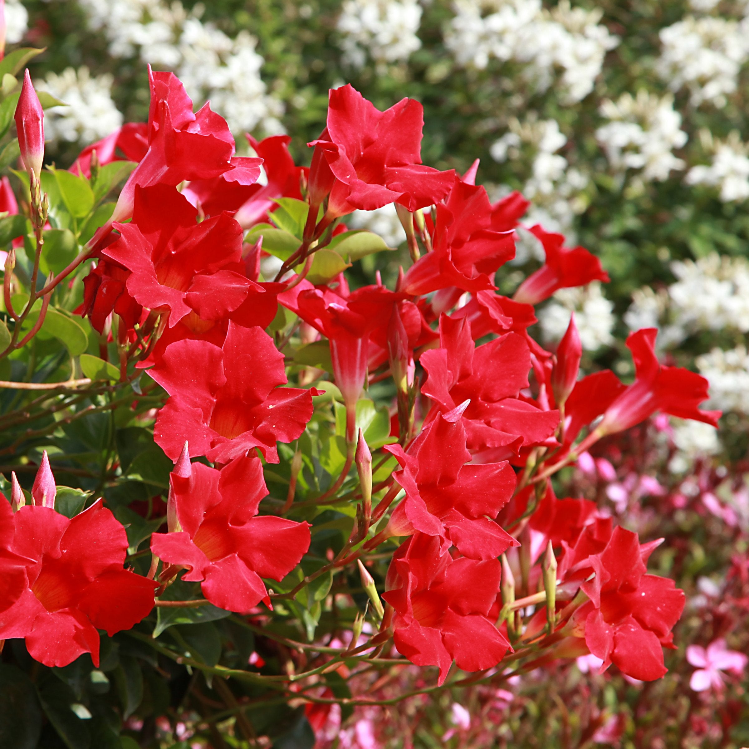 Mandevilla Madinia® Deep Red Dipladenia, 4" Pot