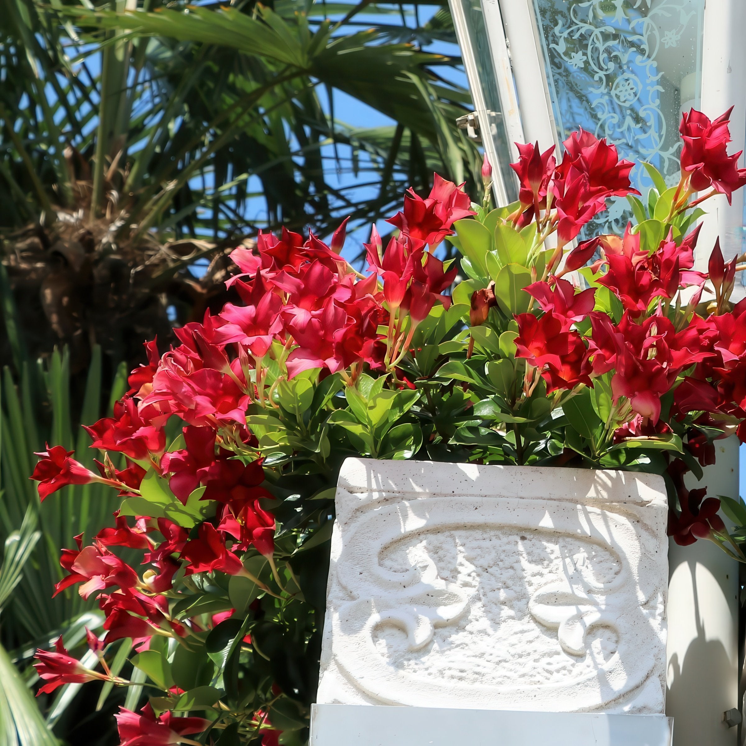 Mandevilla Madinia® Deep Red Dipladenia, 4" Pot