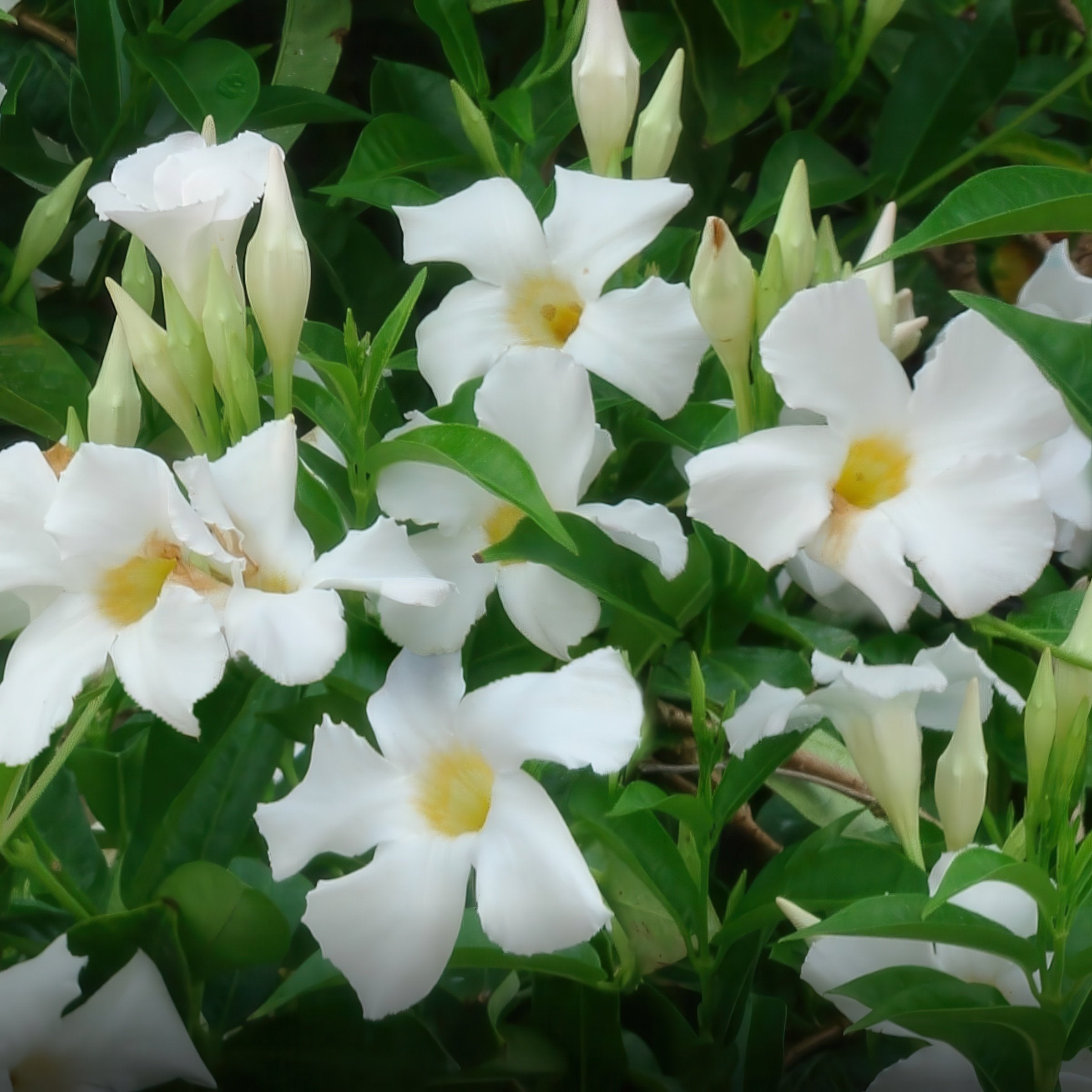 Mandevilla Madinia® White Dipladenia, 4" Pot