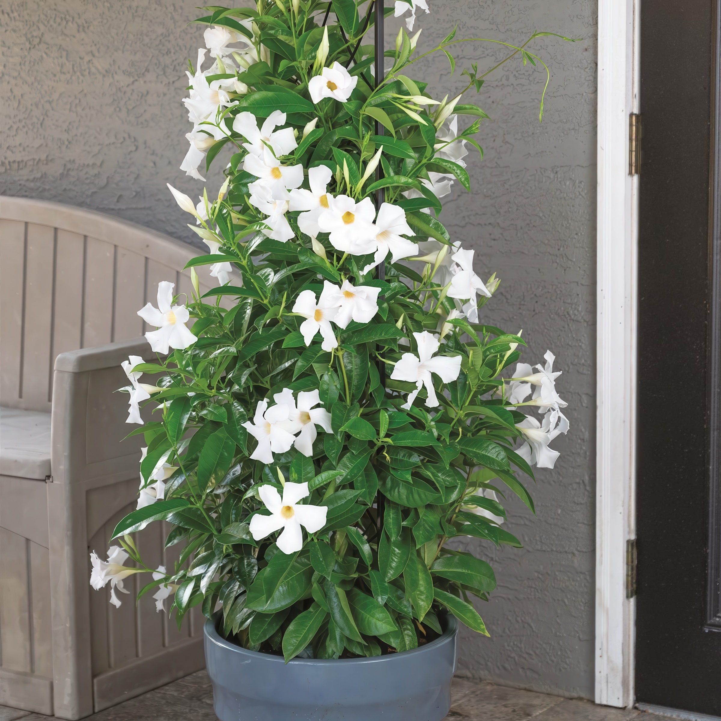 Mandevilla Madinia® White Dipladenia, 4" Pot