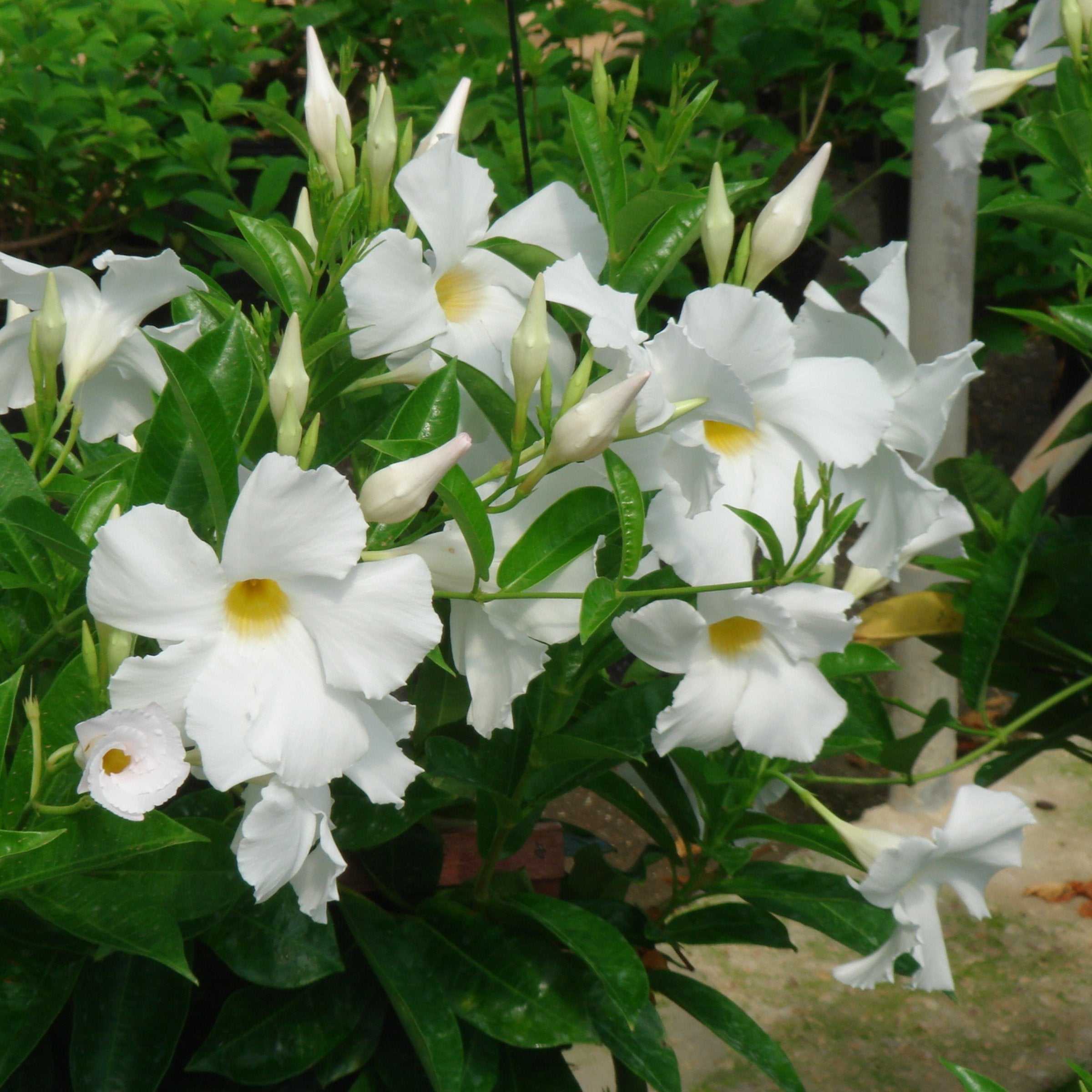 Mandevilla Madinia® White Dipladenia, 4" Pot