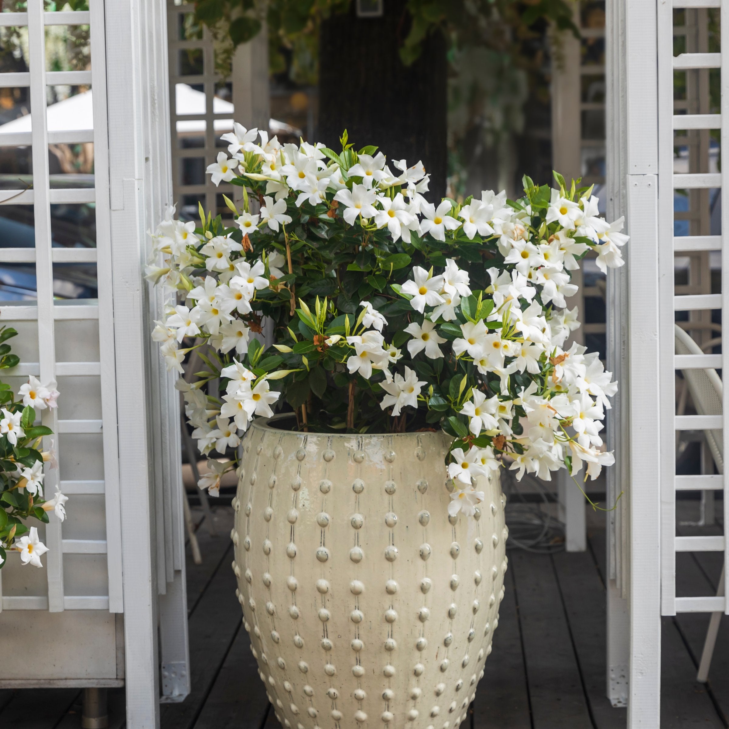 Mandevilla Madinia® White Dipladenia, 4" Pot