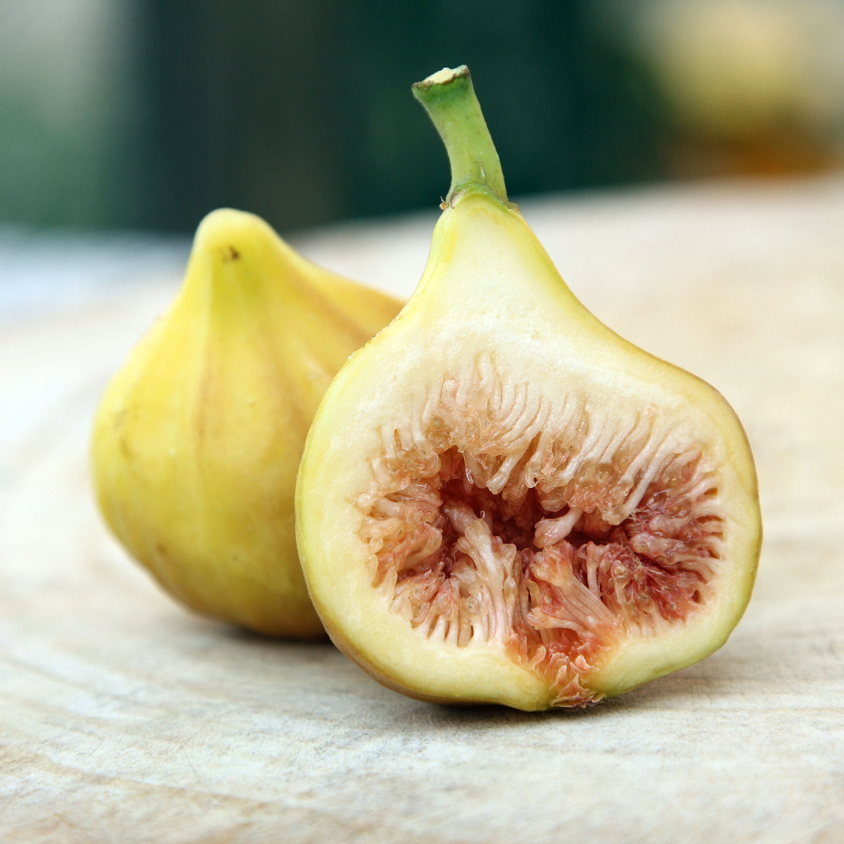 Ficus, 'LSU Gold' Fig - 3 Gallon Pot