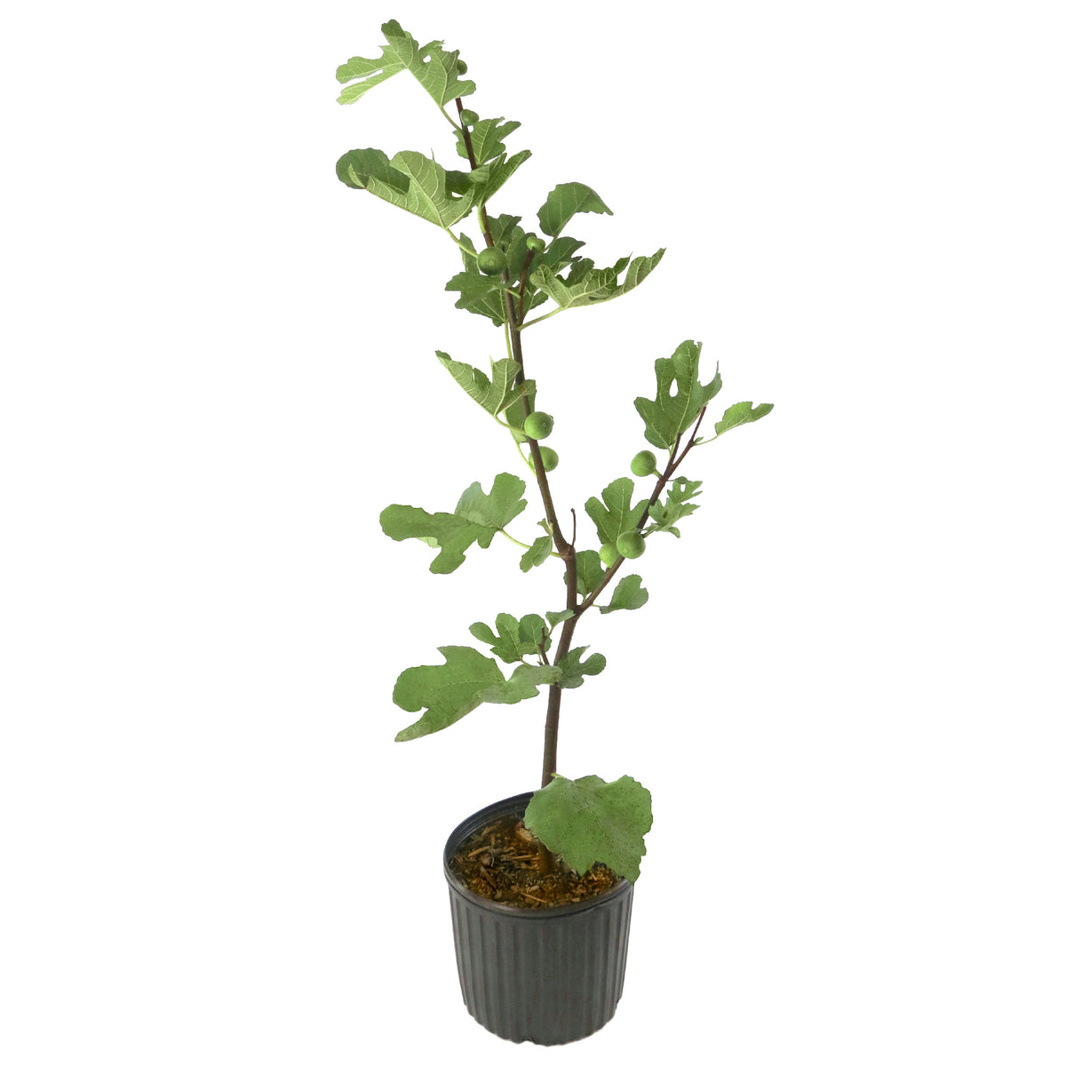 Ficus, 'LSU Gold' Fig - 3 Gallon Pot