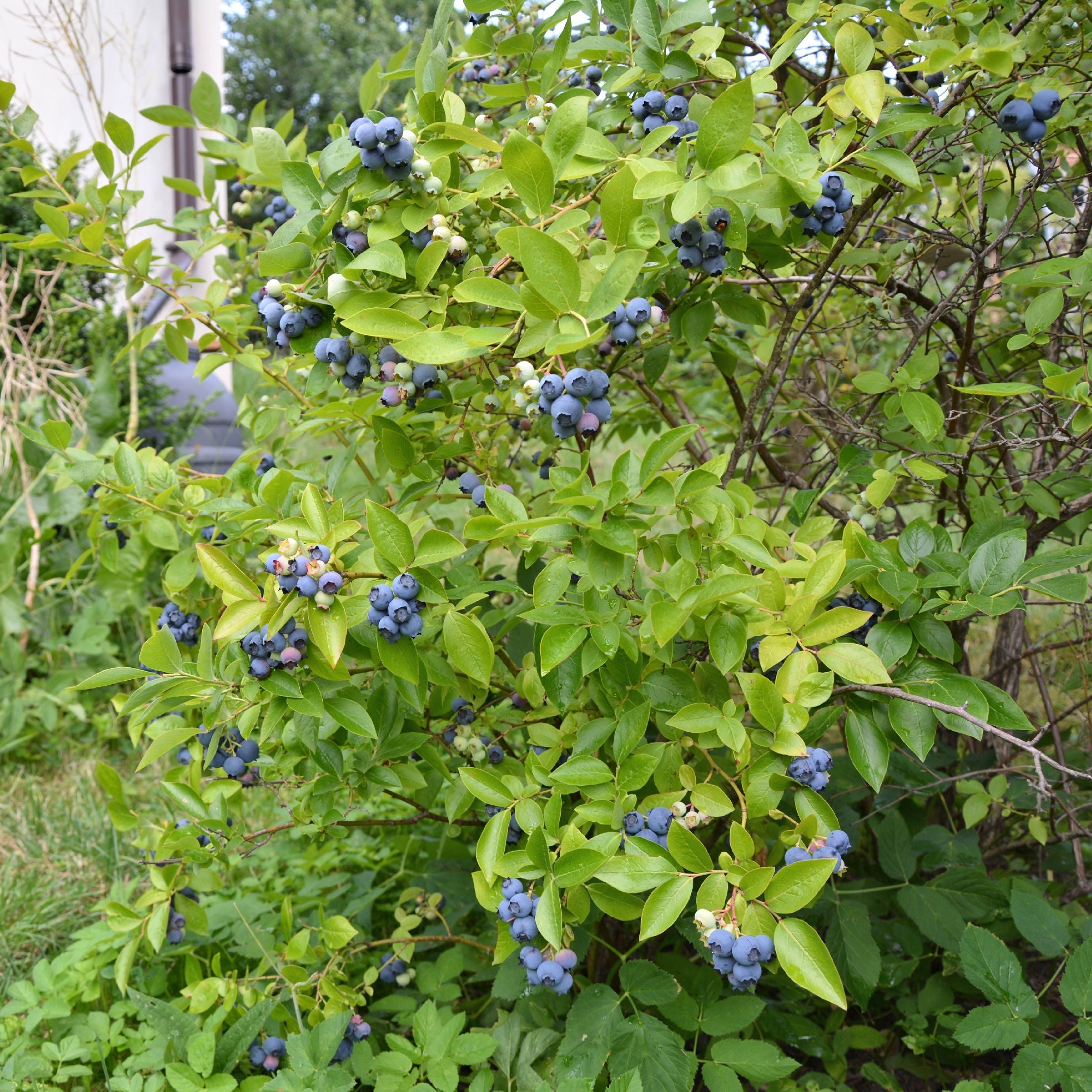 Vaccinium Blueberry Legacy - 1 Gallon Pot