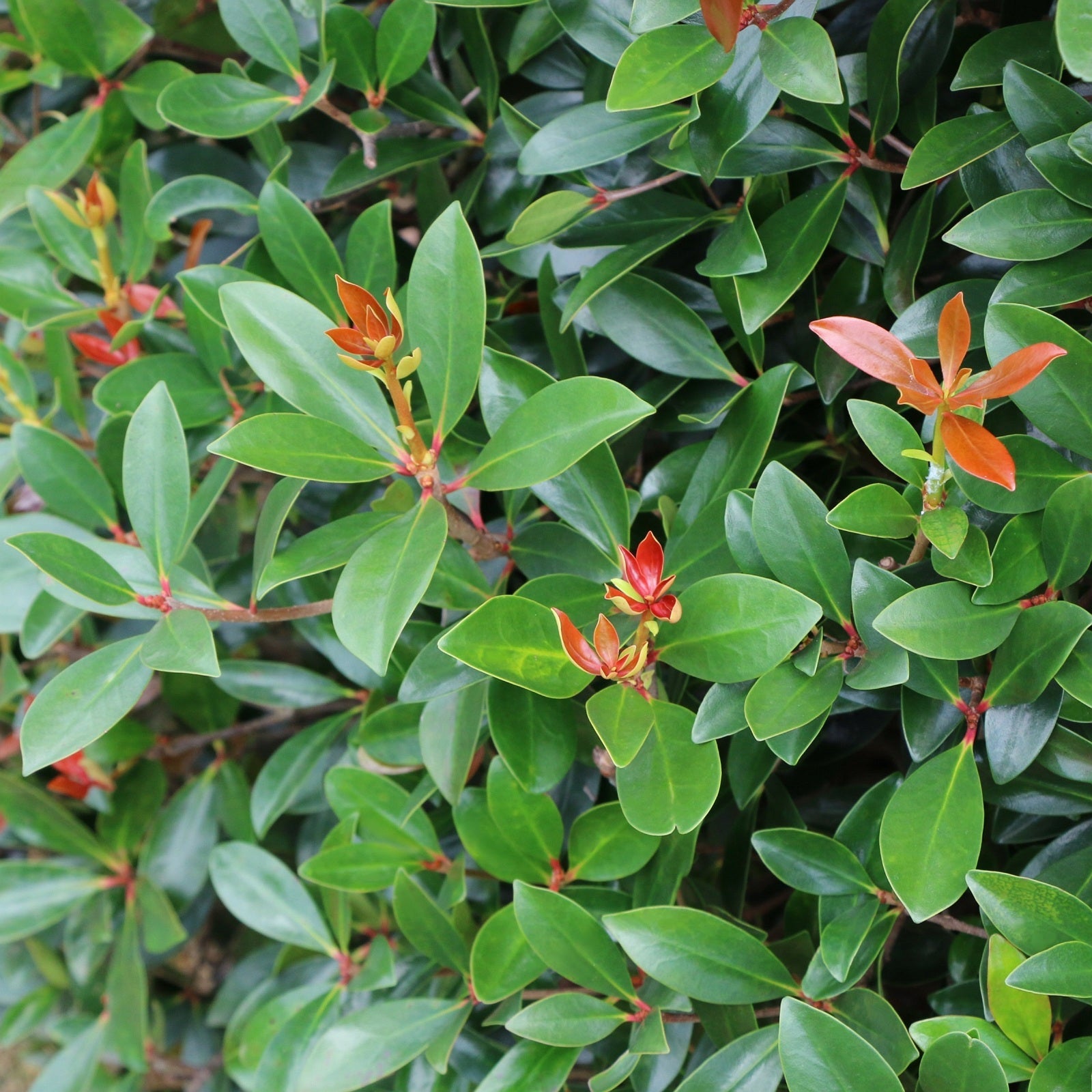 Cleyera Japonica - 4" Pot