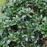 Cleyera Japonica - 4" Pot