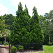 Leyland Cypress - 1 Gallon Pot