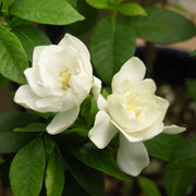 Gardenia 'August Beauty' - 4" Pot (NOVEMBER PICK UP SALE)