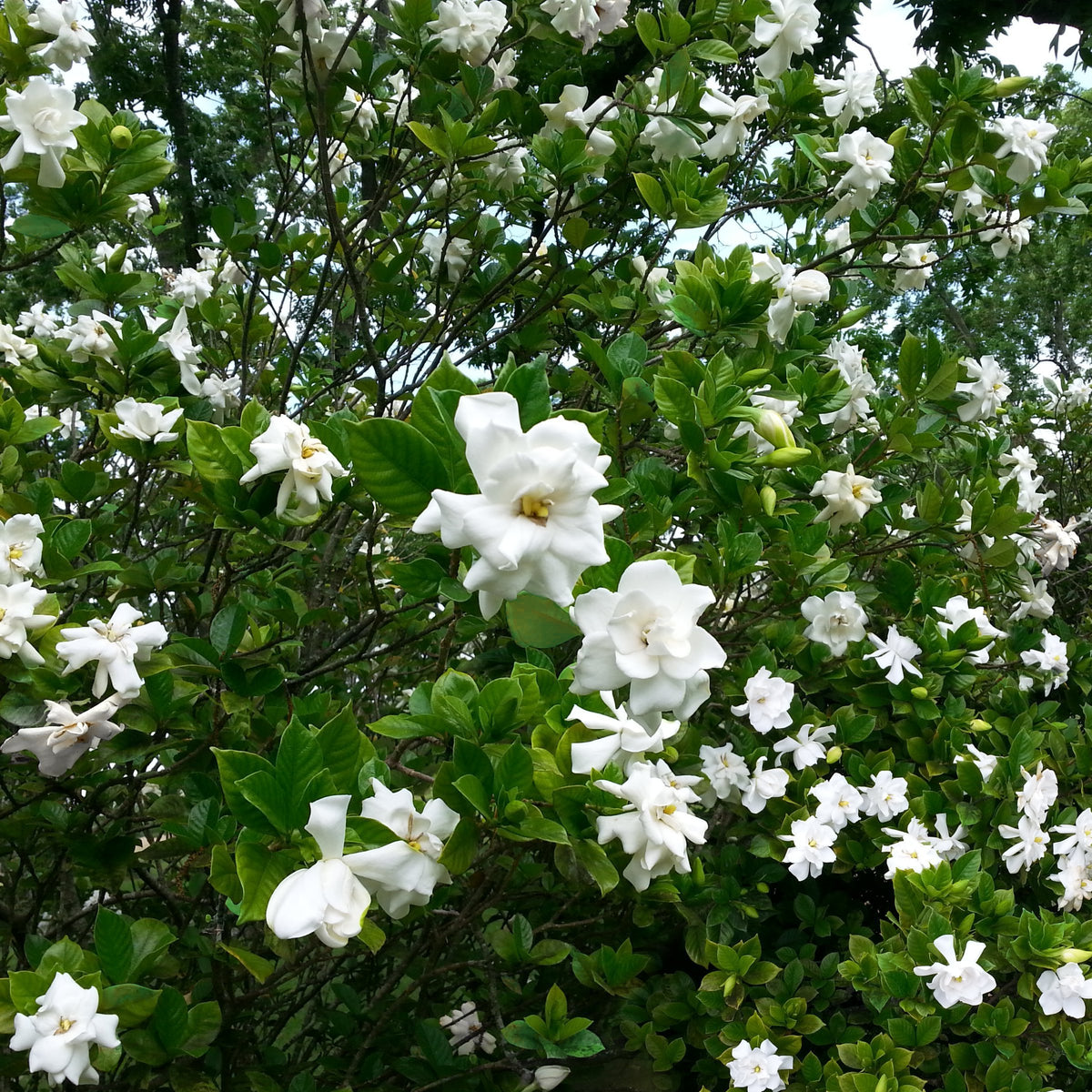 Gardenia ‘August Beauty’ – 4" Square Quart