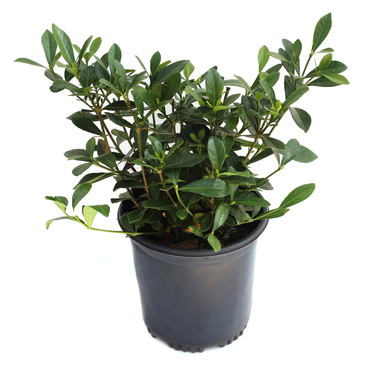 Gardenia 'August Beauty' - 1 Gallon Pot