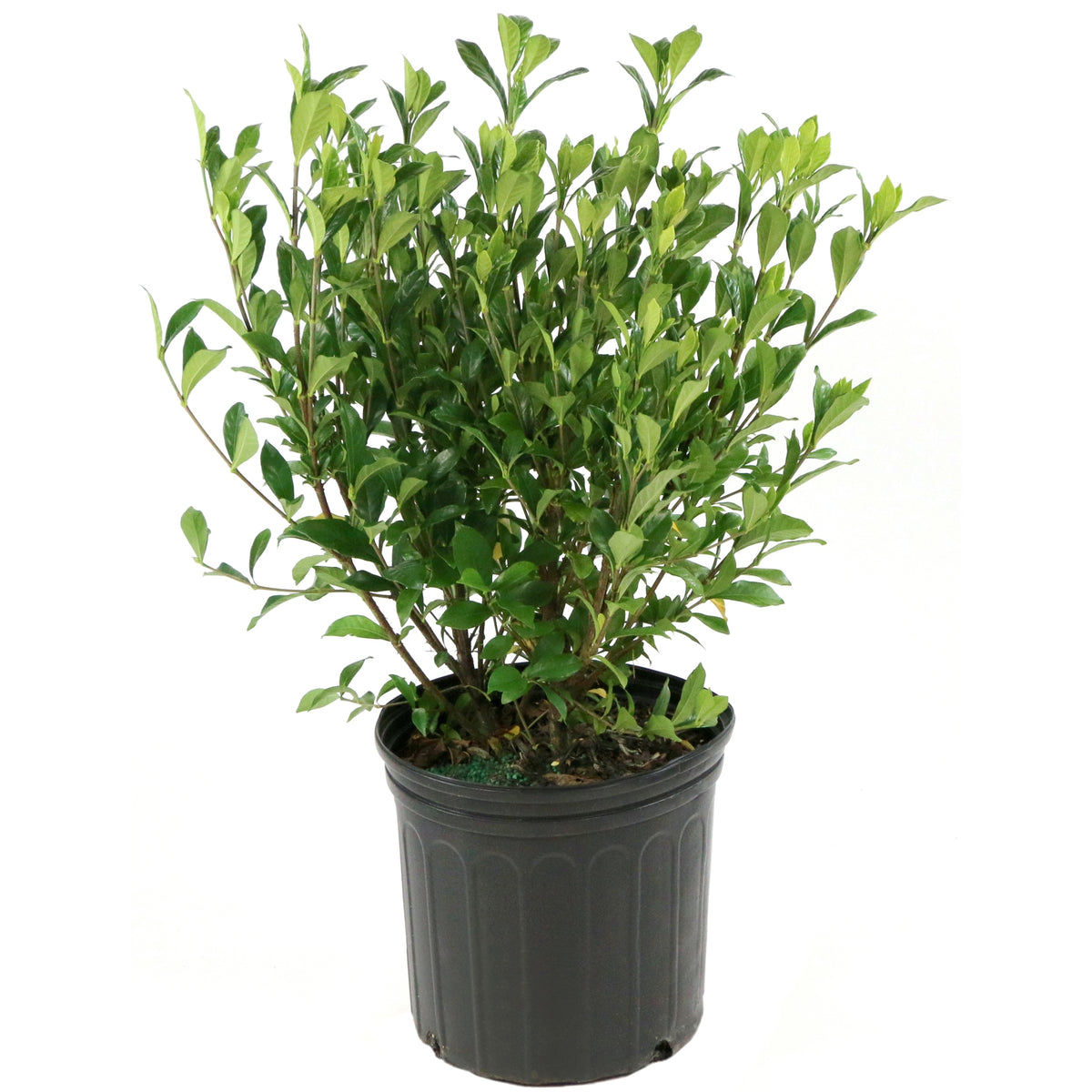 Gardenia 'August Beauty' - 3 Gallon Pot