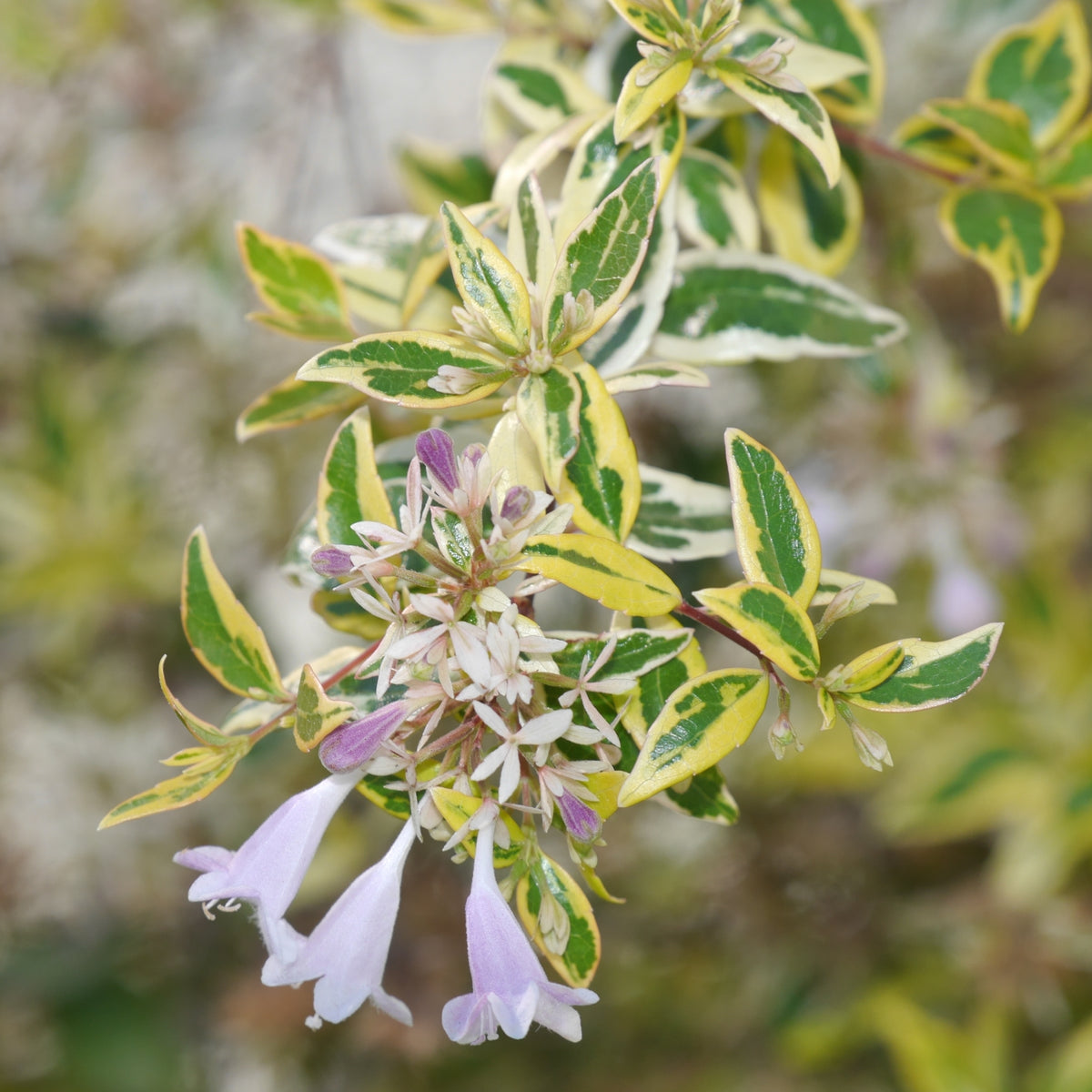 Abelia 'Hopley's' - 3 Gallon Pot