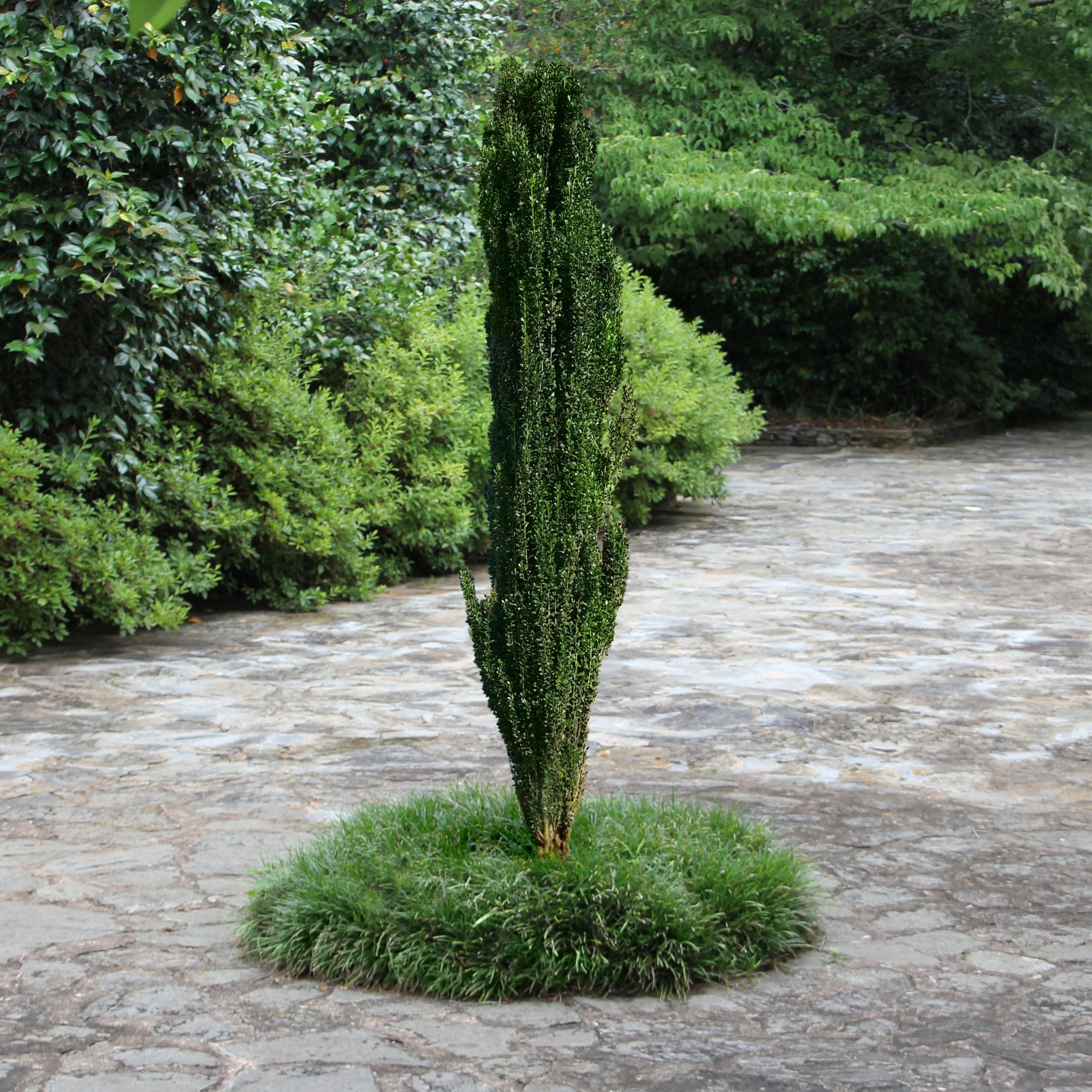 Sky Pencil, Japanese Holly - 3 Gallon Pot