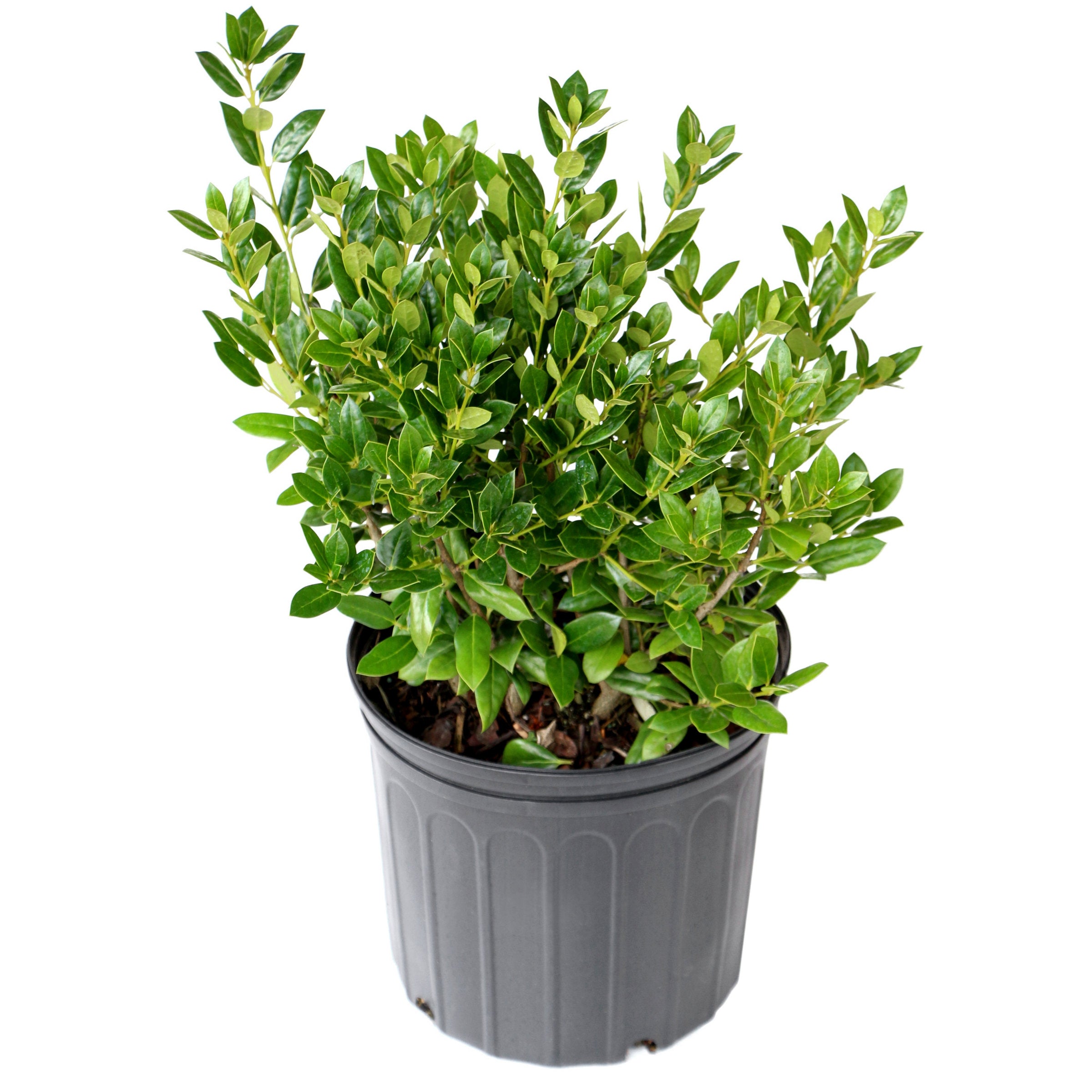 Ilex, Holly 'Needlepoint' - 1 Gallon (Pick Up  Only)