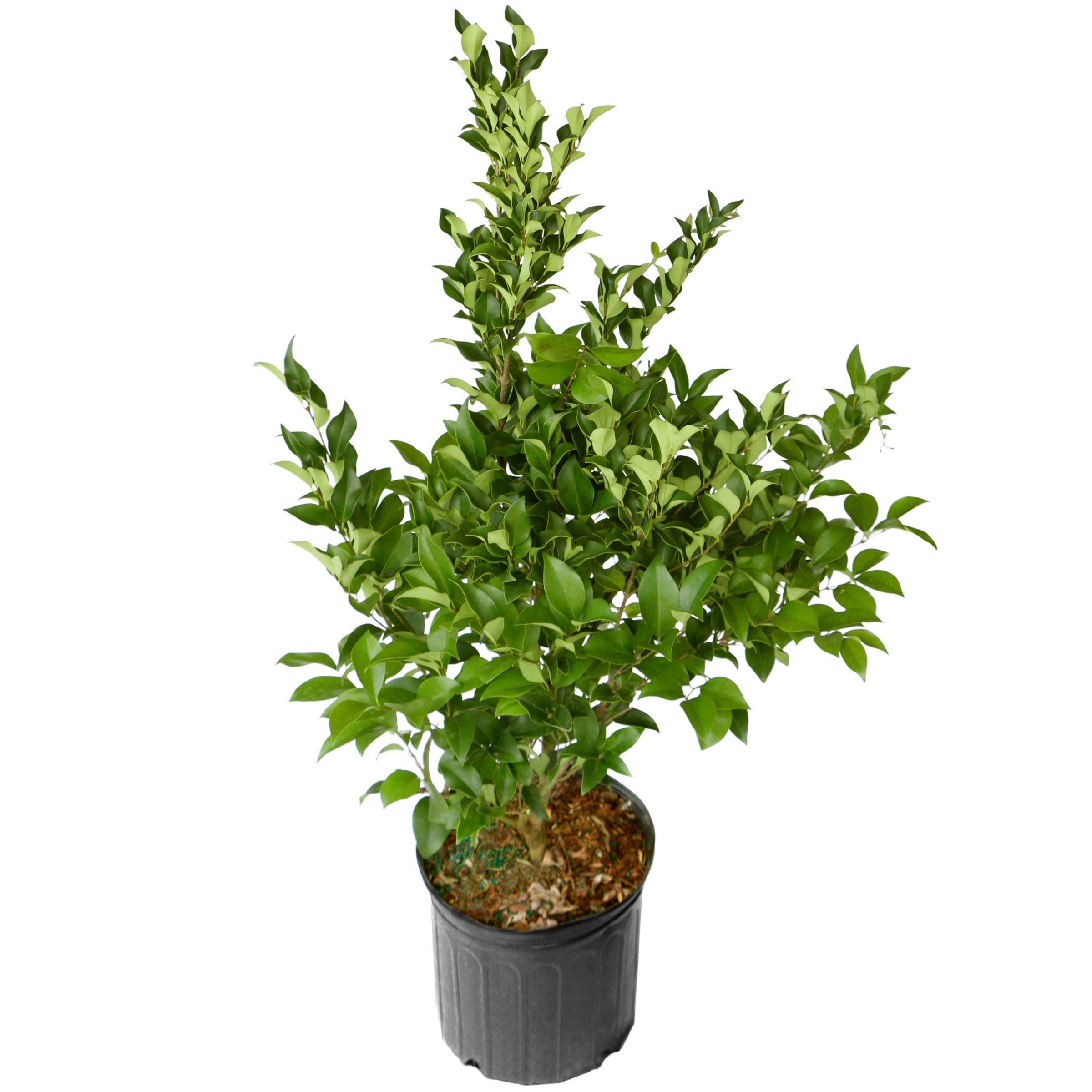 Ligustrum Curly Leaf, Evergreen Flowering Shrub - 3G Pot