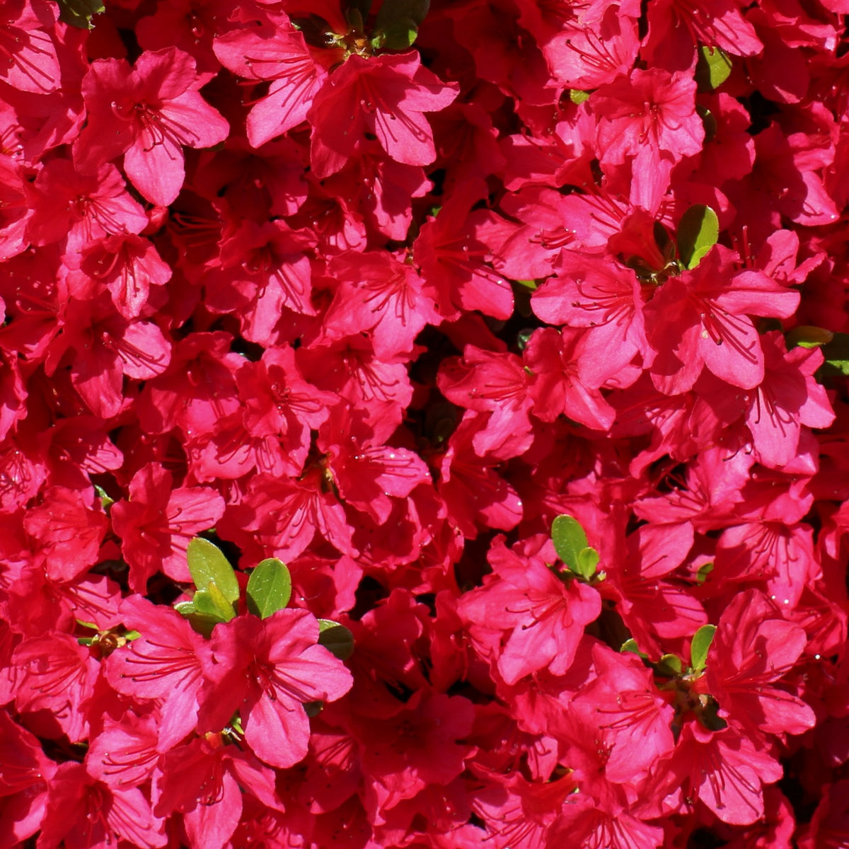Azalea 'Tradition' - 3 Gallon Pot
