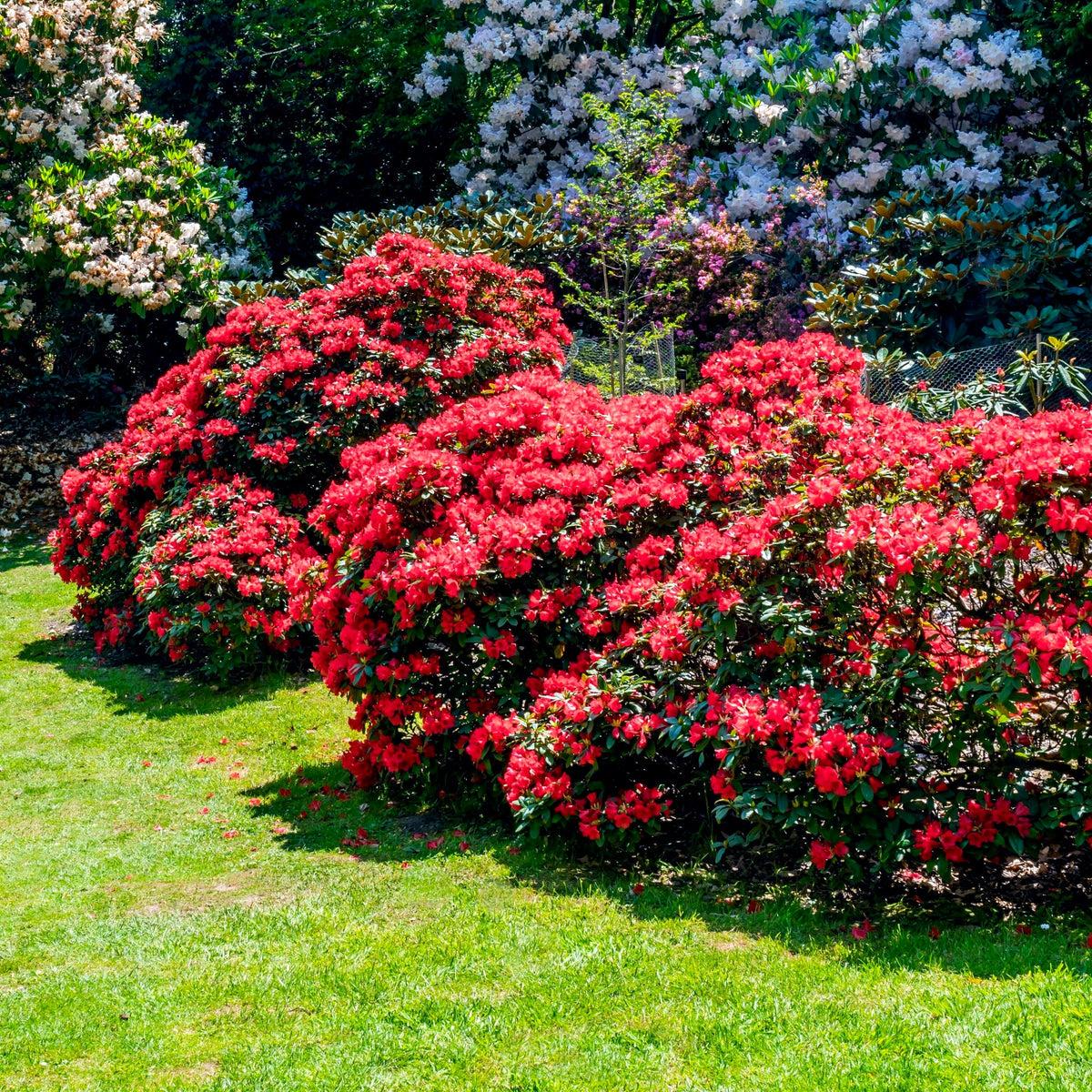 Azalea 'Tradition' - 3 Gallon Pot