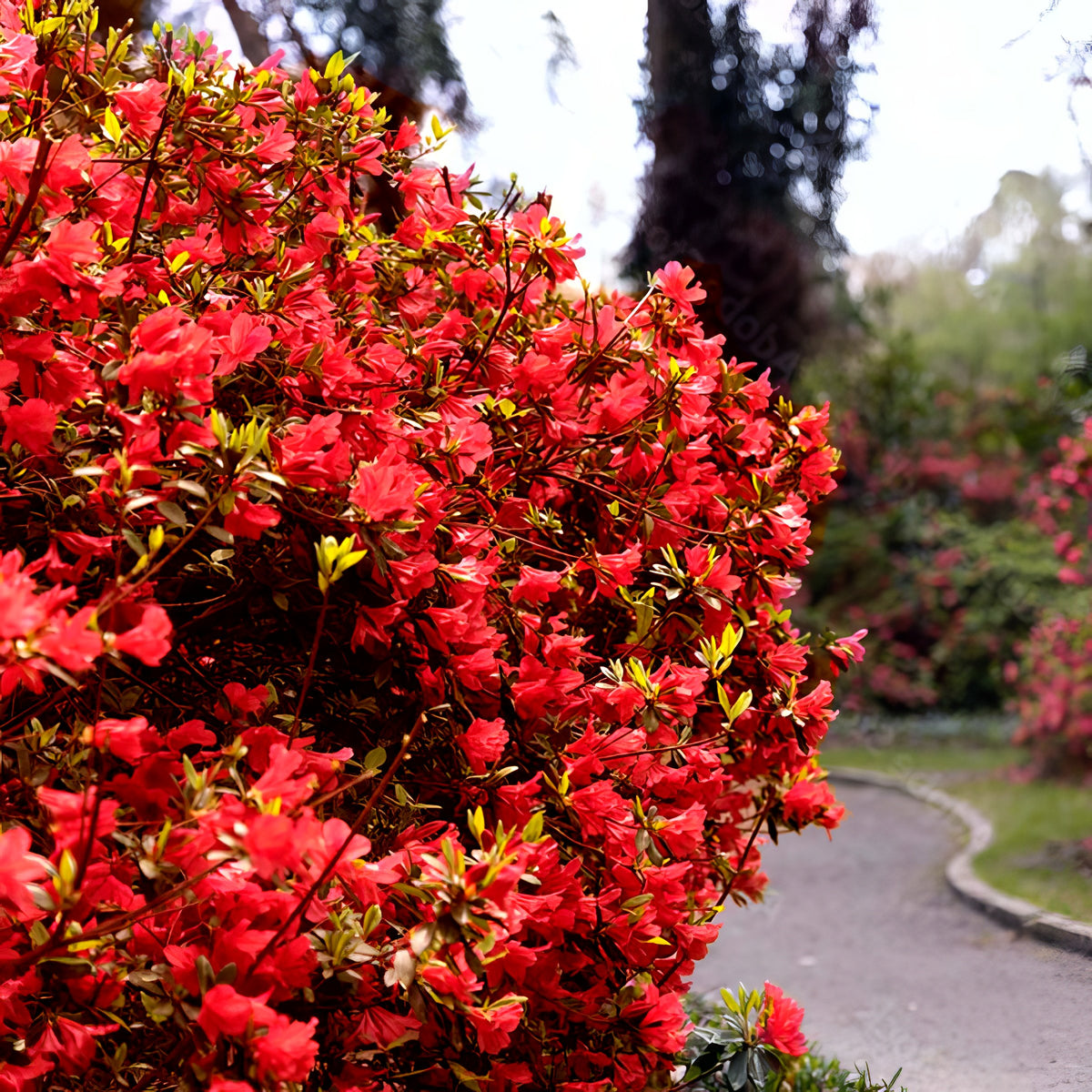 Azalea 'Girard's Hot Shot' - 1 Gallon Pot