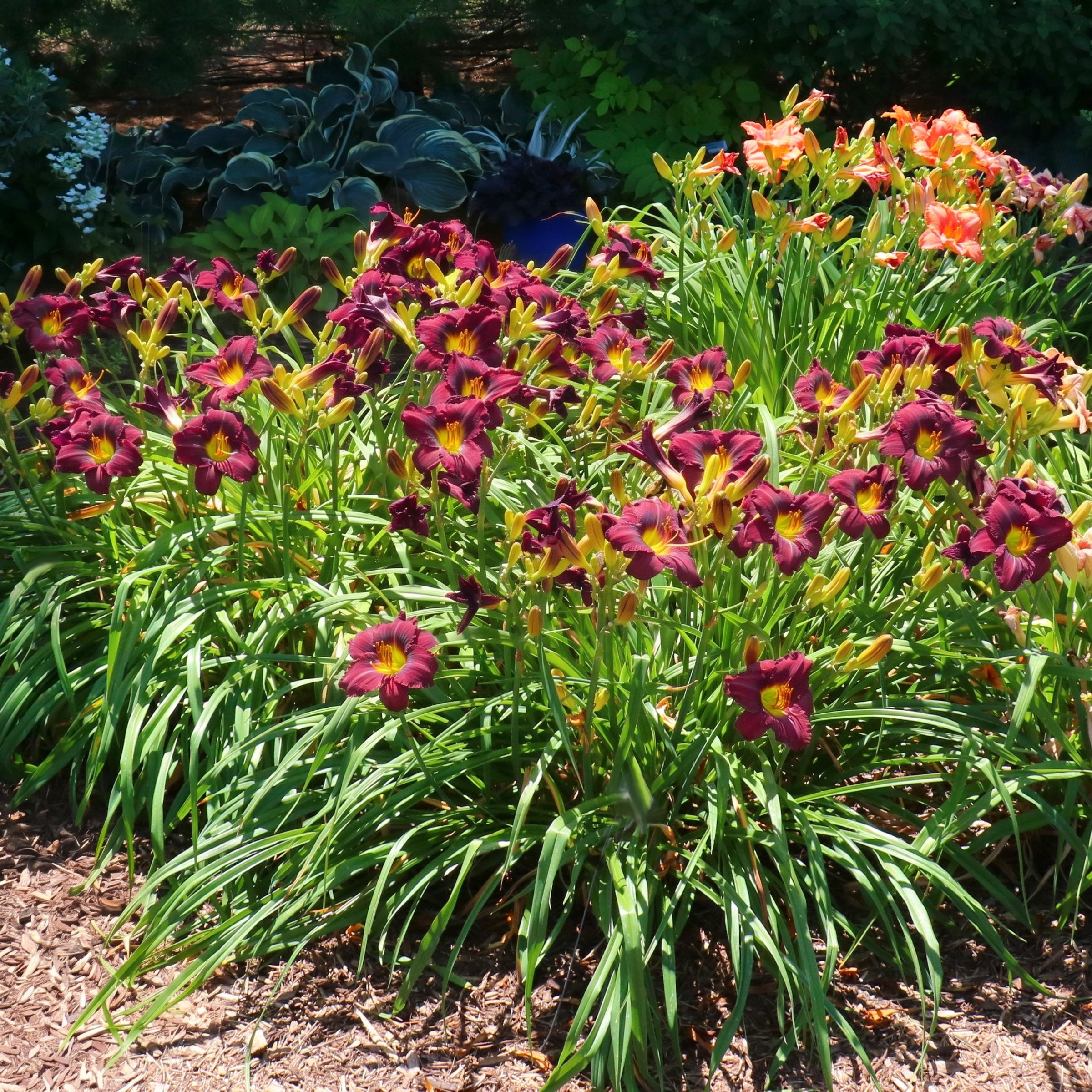 Hemerocallis 'Little Grapette' Daylily - 1 Gallon Pot