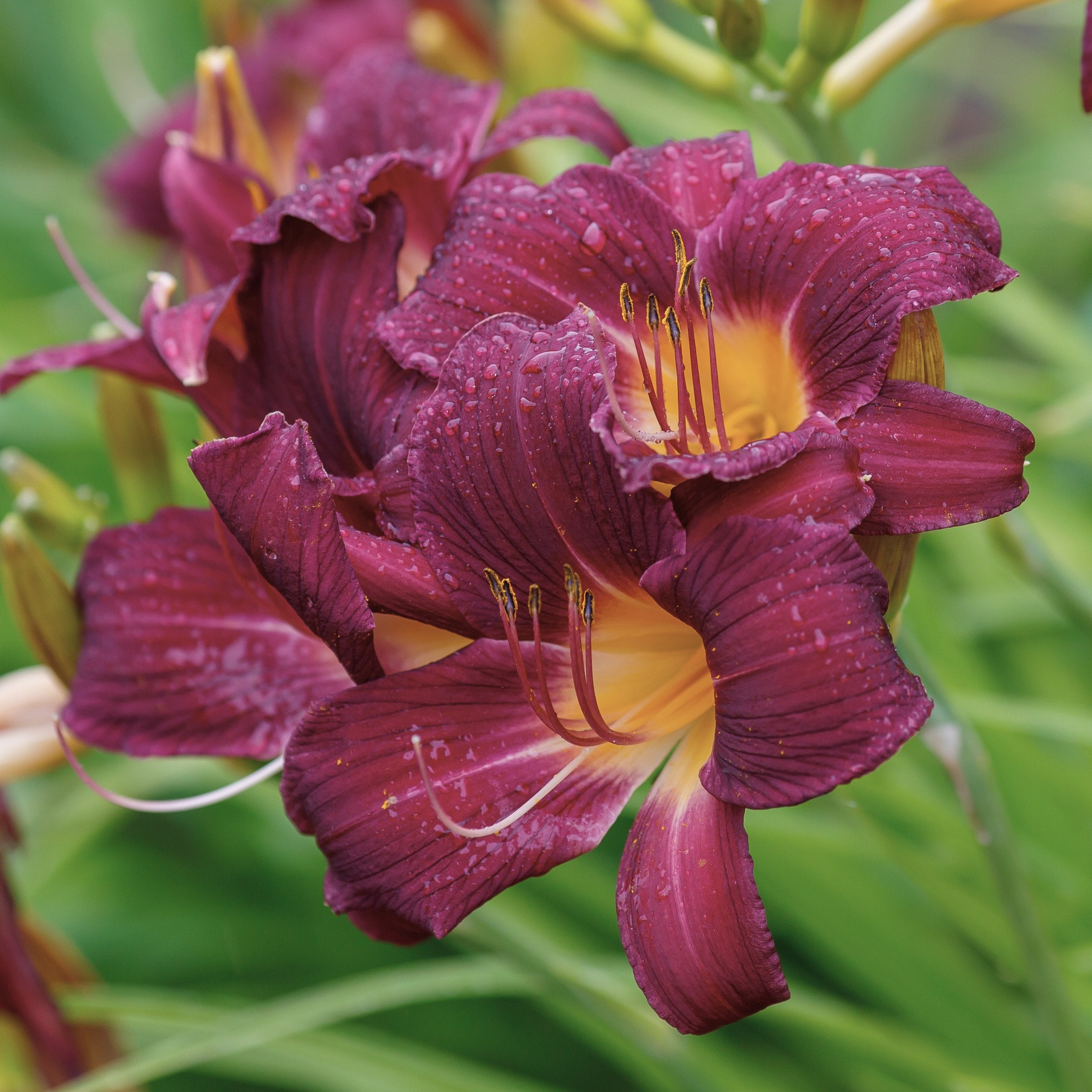 Hemerocallis 'Little Grapette' Daylily - 1 Gallon Pot