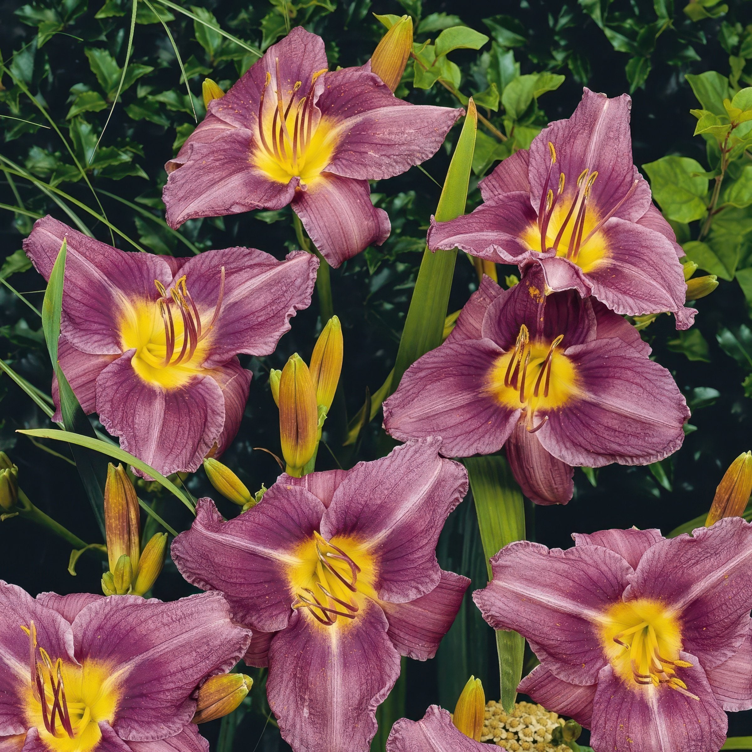 Hemerocallis 'Little Grapette' Daylily - 1 Gallon Pot