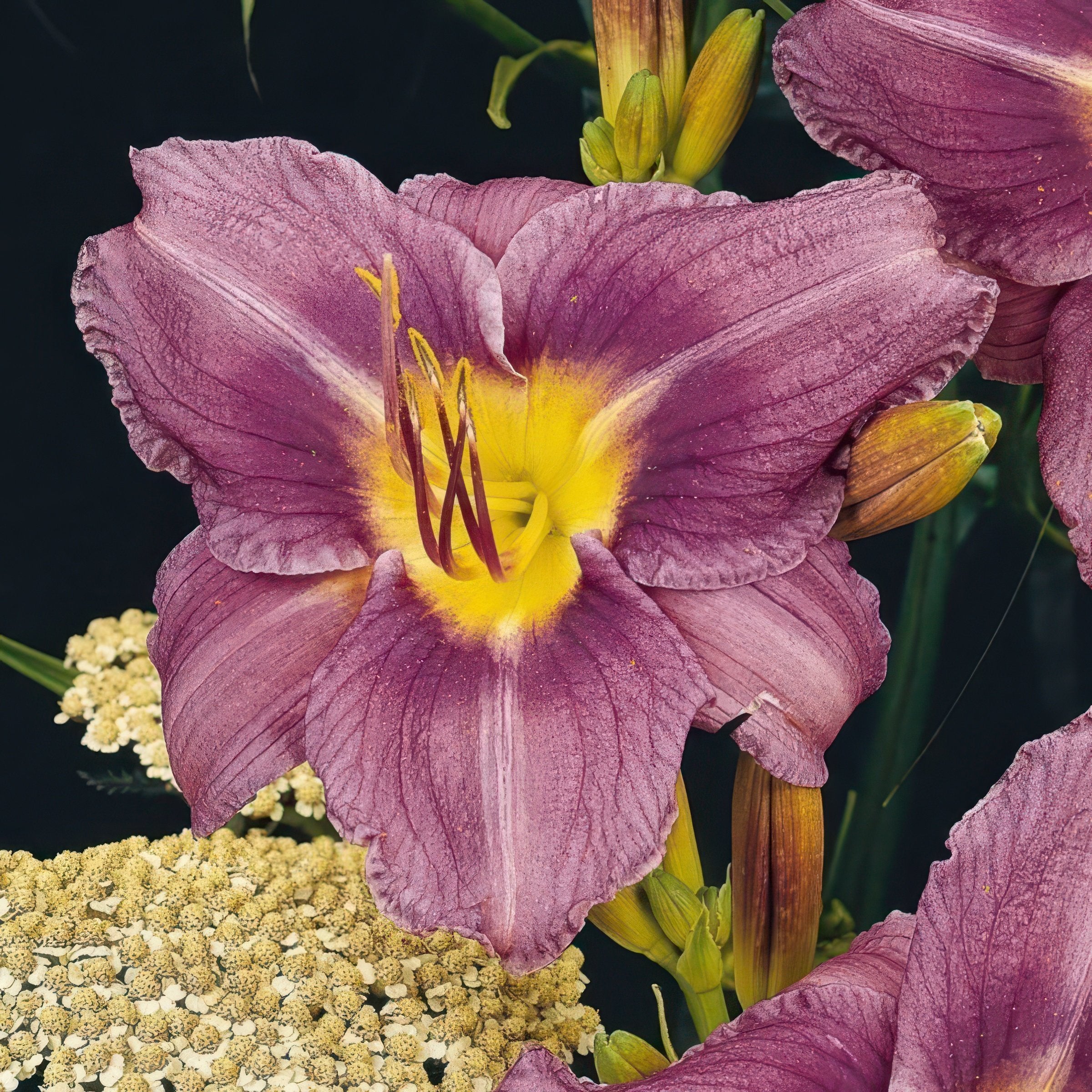 Hemerocallis 'Little Grapette' Daylily - 1 Gallon Pot