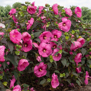 Hibiscus, Head Over Heels® 'Passion' - 1 Gallon Pot