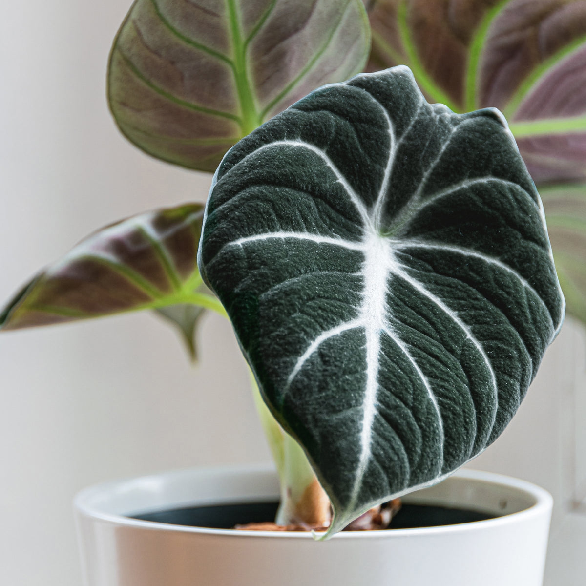 Alocasia reginula ‘Black Velvet’ – 4" Pot
