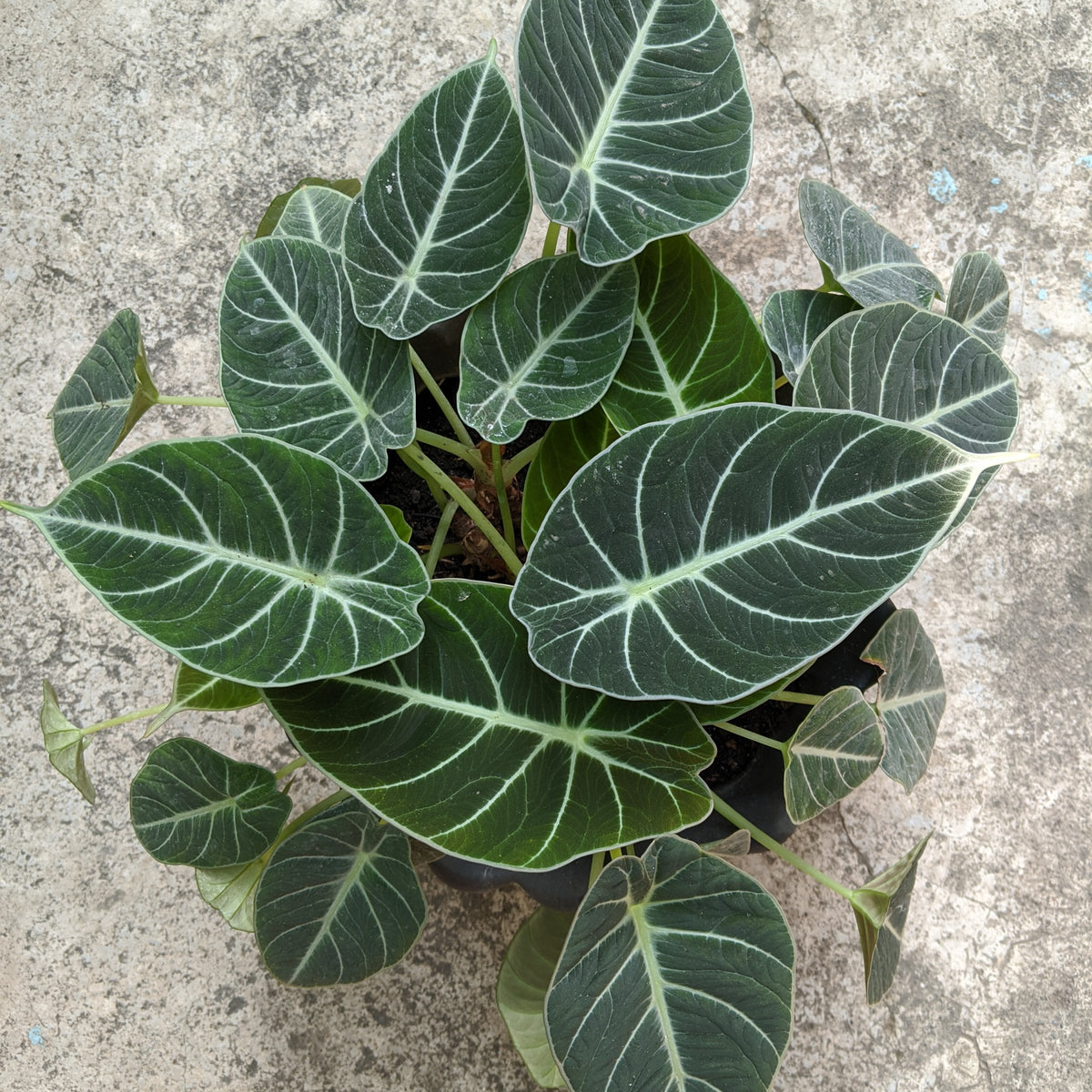 Alocasia reginula ‘Black Velvet’ – 4" Pot