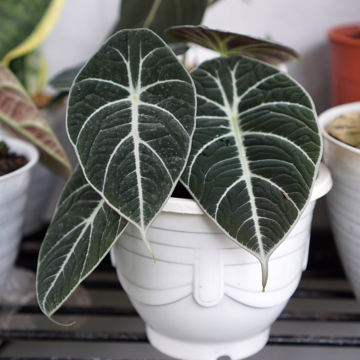 Alocasia reginula ‘Black Velvet’ – 4" Pot