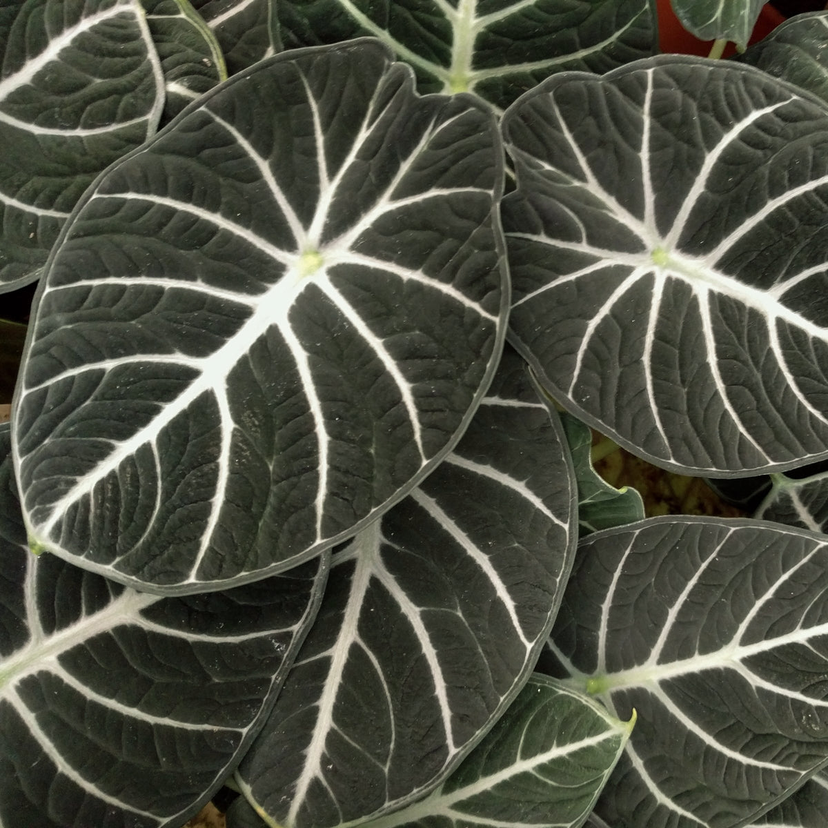 Alocasia reginula ‘Black Velvet’ – 4" Pot