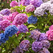 Hydrangea 3-N-1 (Snow Storm, Nikko Blue, All Summer Beauty) - 4"  (PICK UP ONLY)