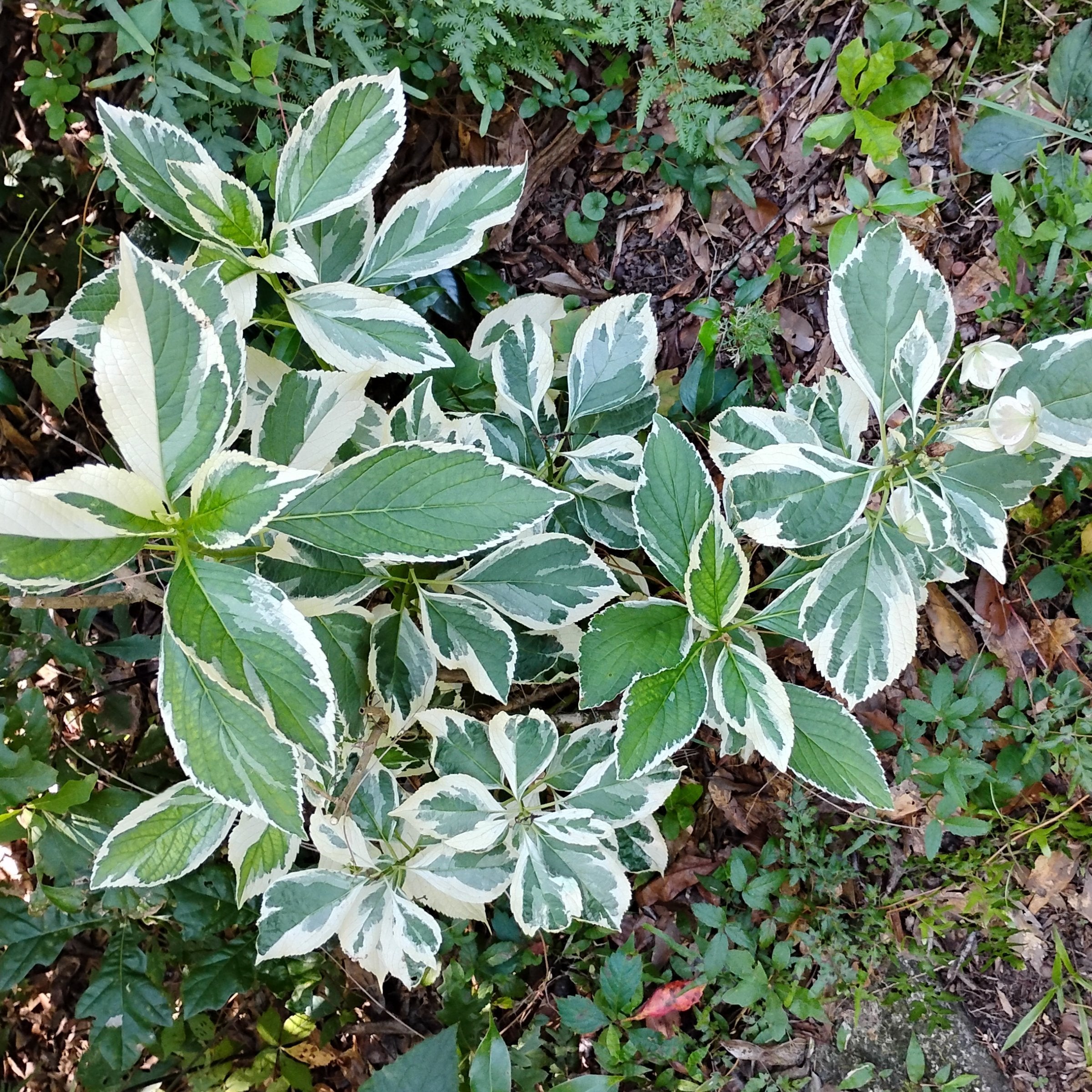 Hydrangea "Tricolor" variegated - 4" Pot  (PICK UP ONLY)