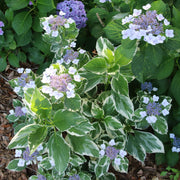 Hydrangea "Tricolor" variegated - 4" Pot  (PICK UP ONLY)