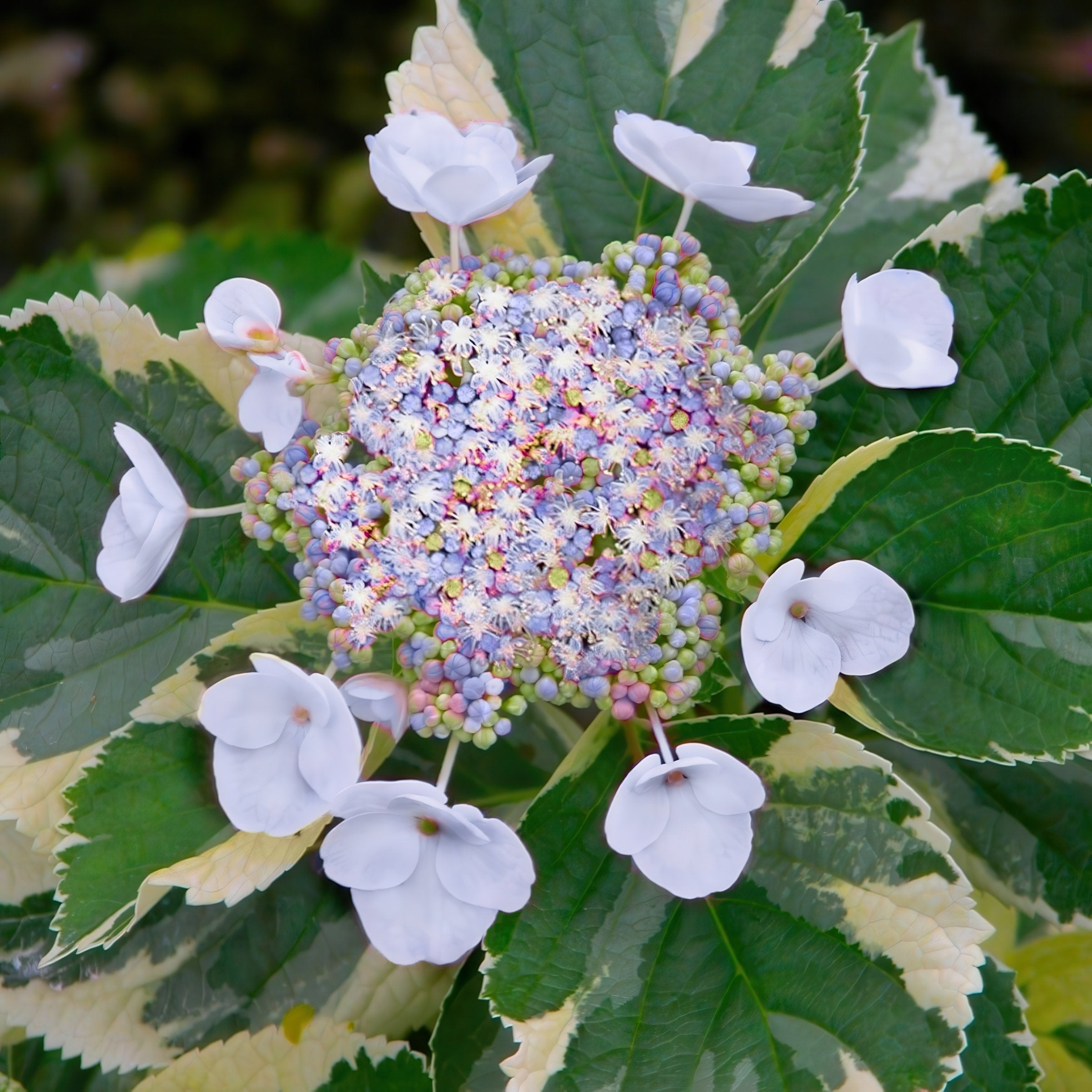Hydrangea "Tricolor" variegated - 4" Pot  (PICK UP ONLY)