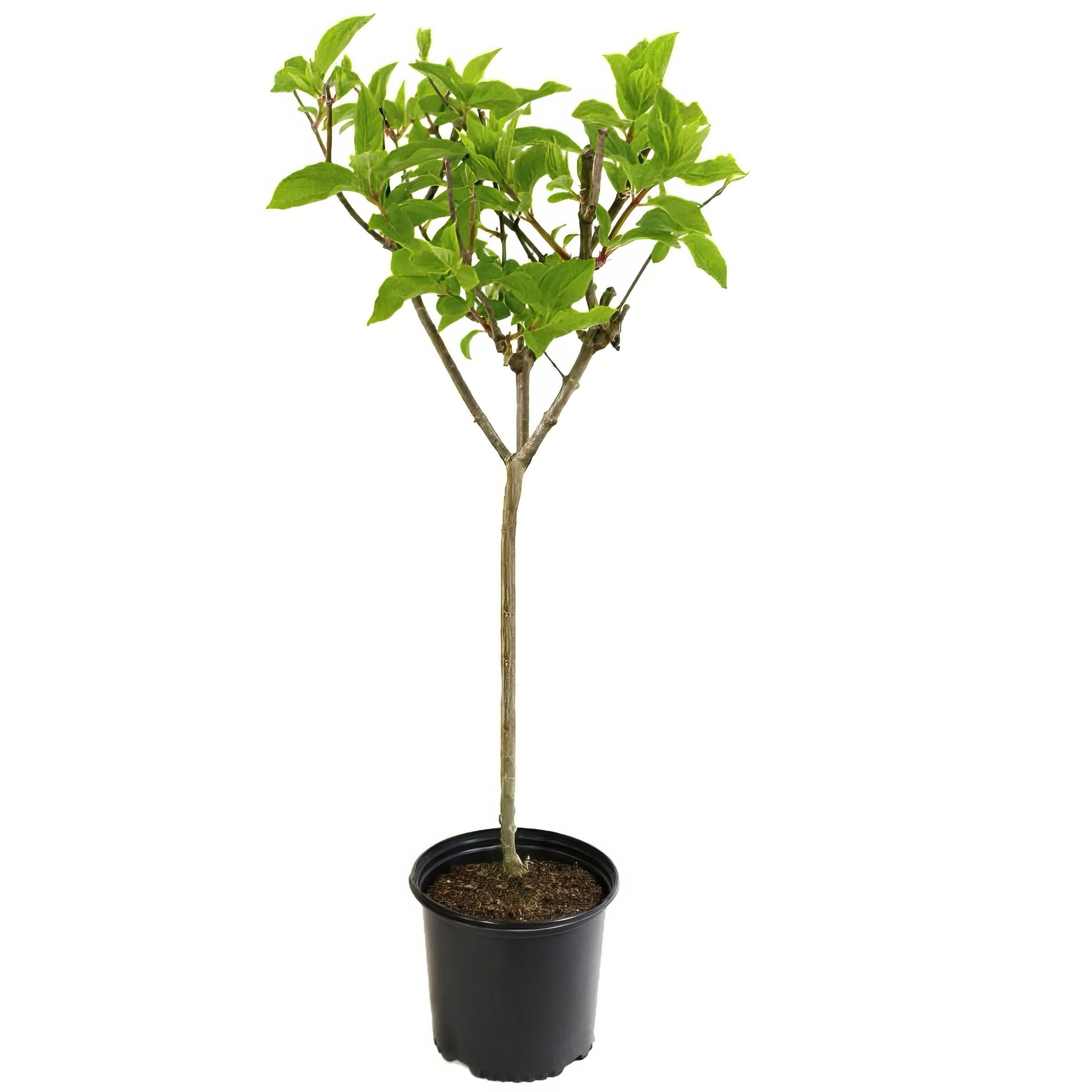 Hydrangea paniculata 'Vanilla Strawberry' TREE - 8" (PICK UP SALE)