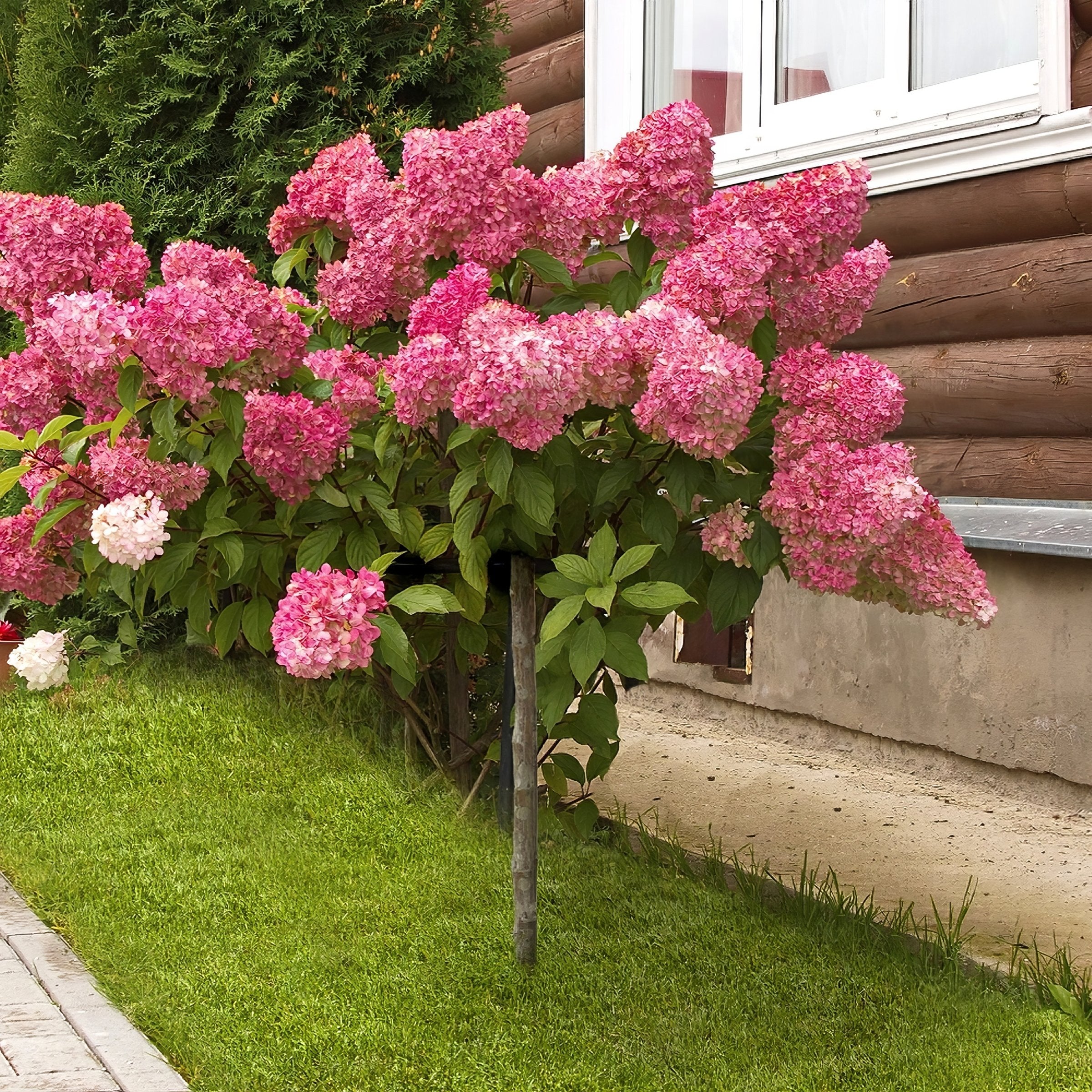 Hydrangea paniculata 'Vanilla Strawberry' TREE - 8" (PICK UP SALE)