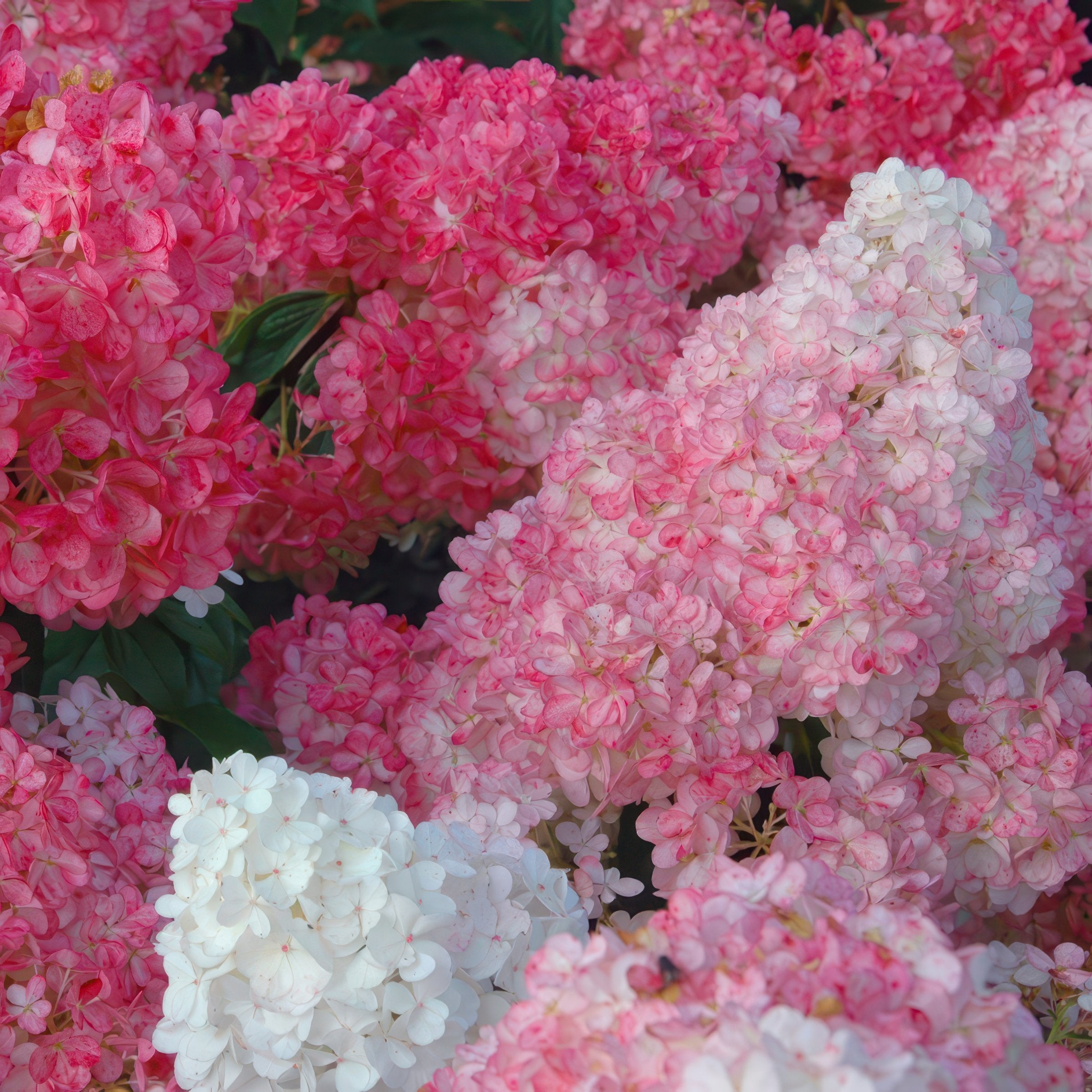 Hydrangea paniculata 'Vanilla Strawberry' TREE - 8" (PICK UP SALE)