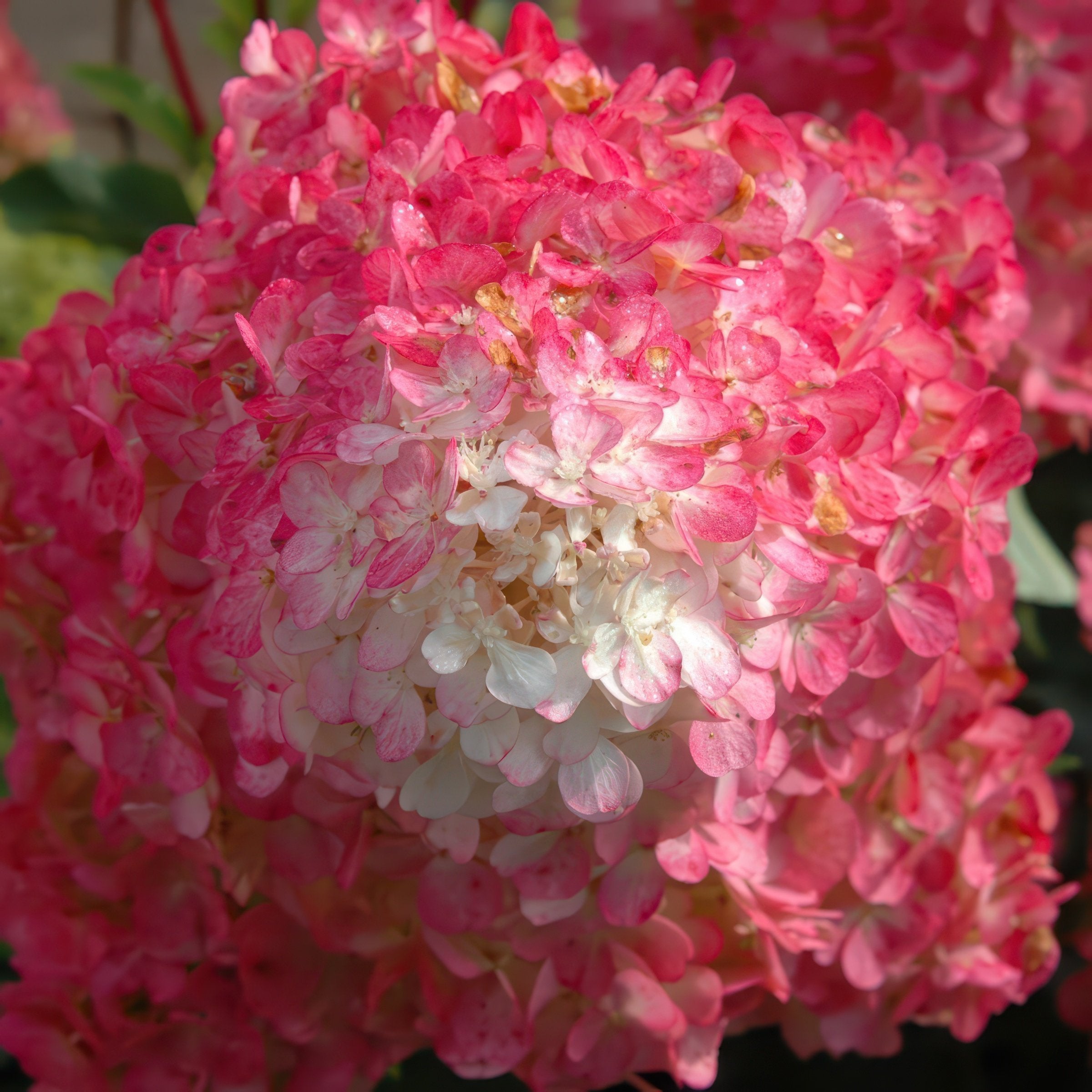 Hydrangea paniculata 'Vanilla Strawberry' TREE - 8" (PICK UP SALE)