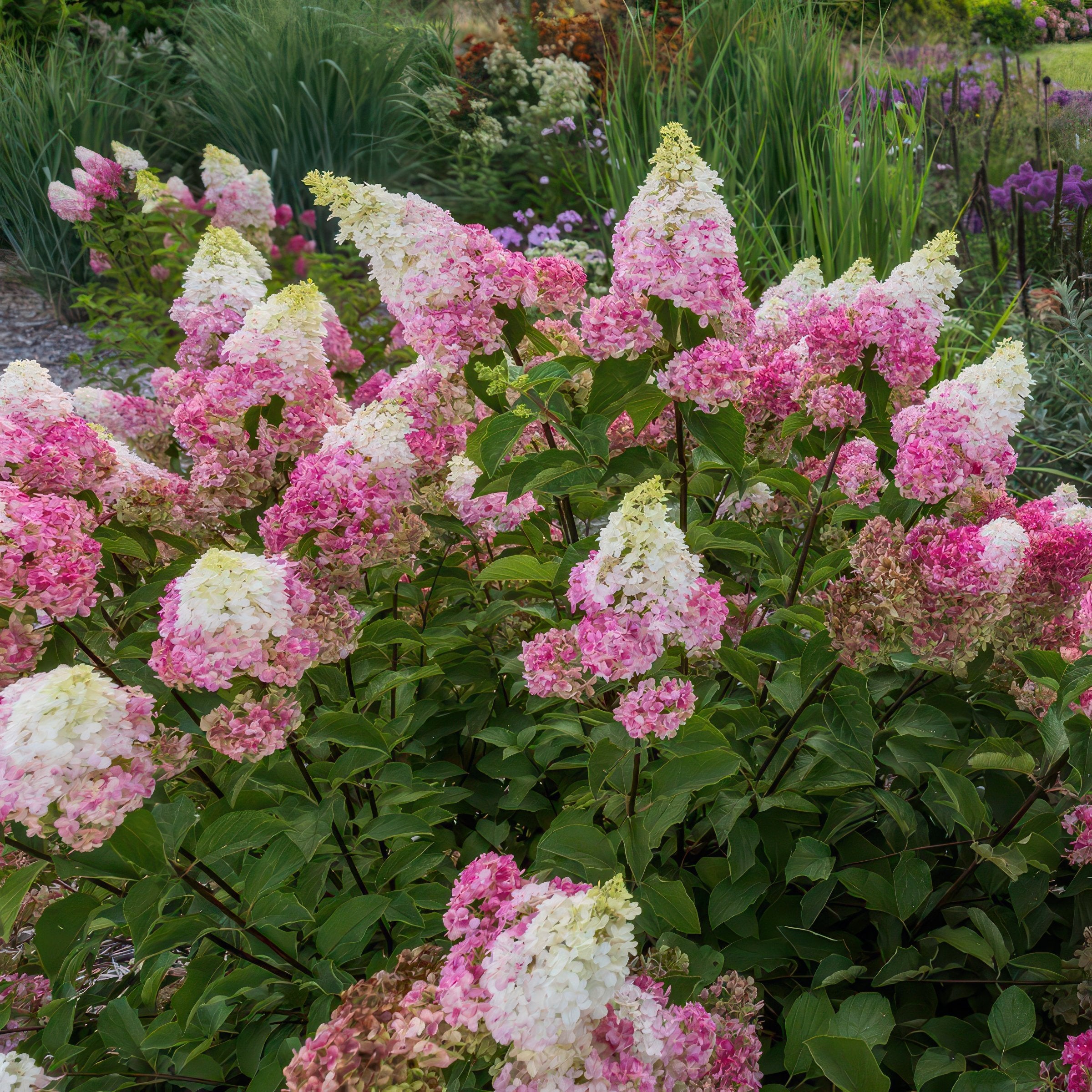 Hydrangea paniculata 'Vanilla Strawberry' TREE - 8" (PICK UP SALE)