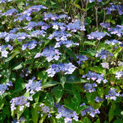 Hydrangea 'Blue Bird' - Square Quart
