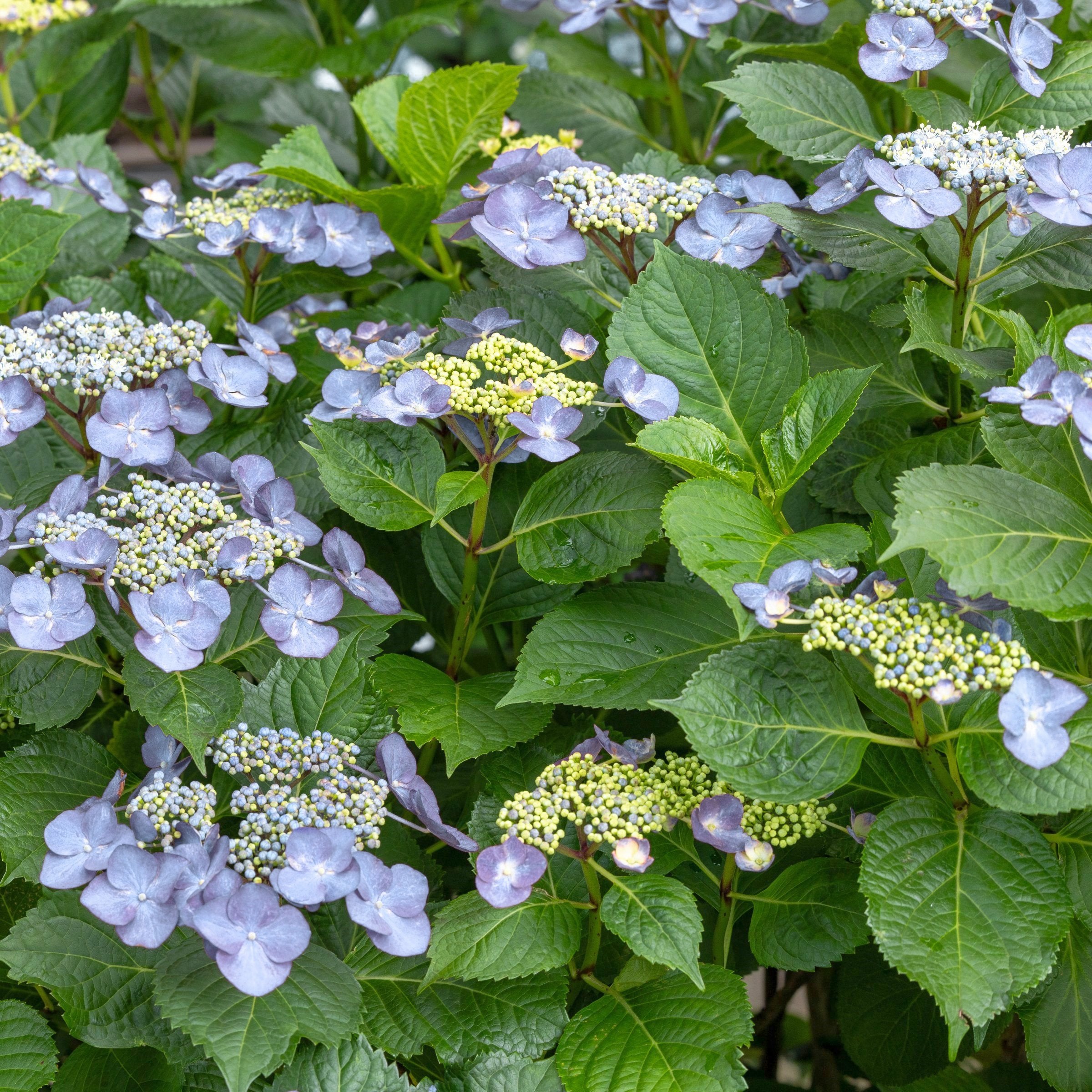 Hydrangea 'Blue Bird' - Square Quart