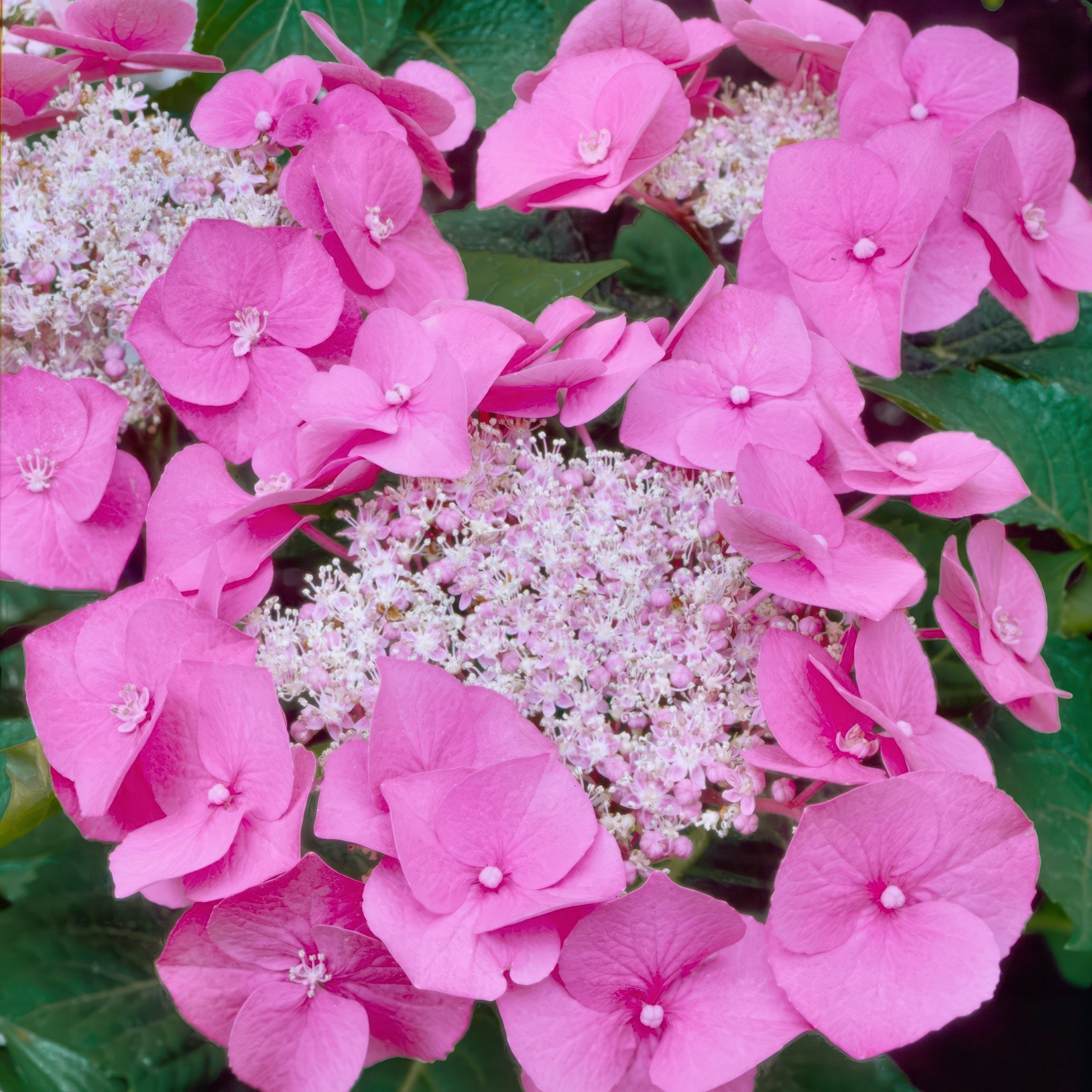 Hydrangea 'Preziosa' - 4" (PICK UP ONLY)