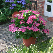 Hydrangea 'Preziosa' - 4" (PICK UP ONLY)
