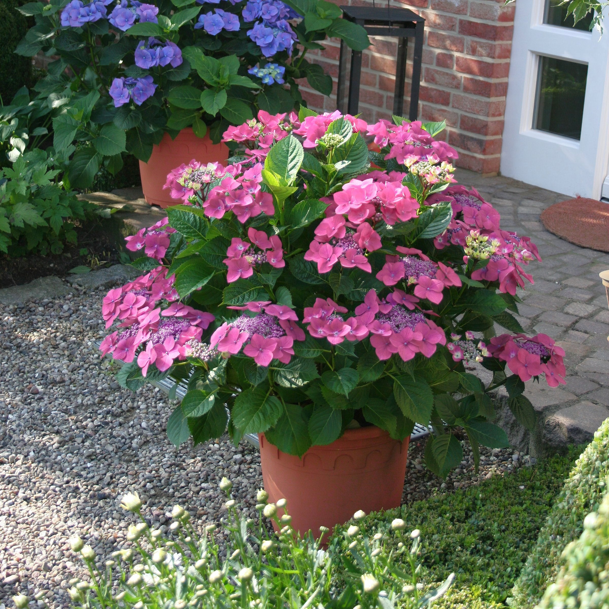 Hydrangea 'Preziosa' - 4" (PICK UP ONLY)