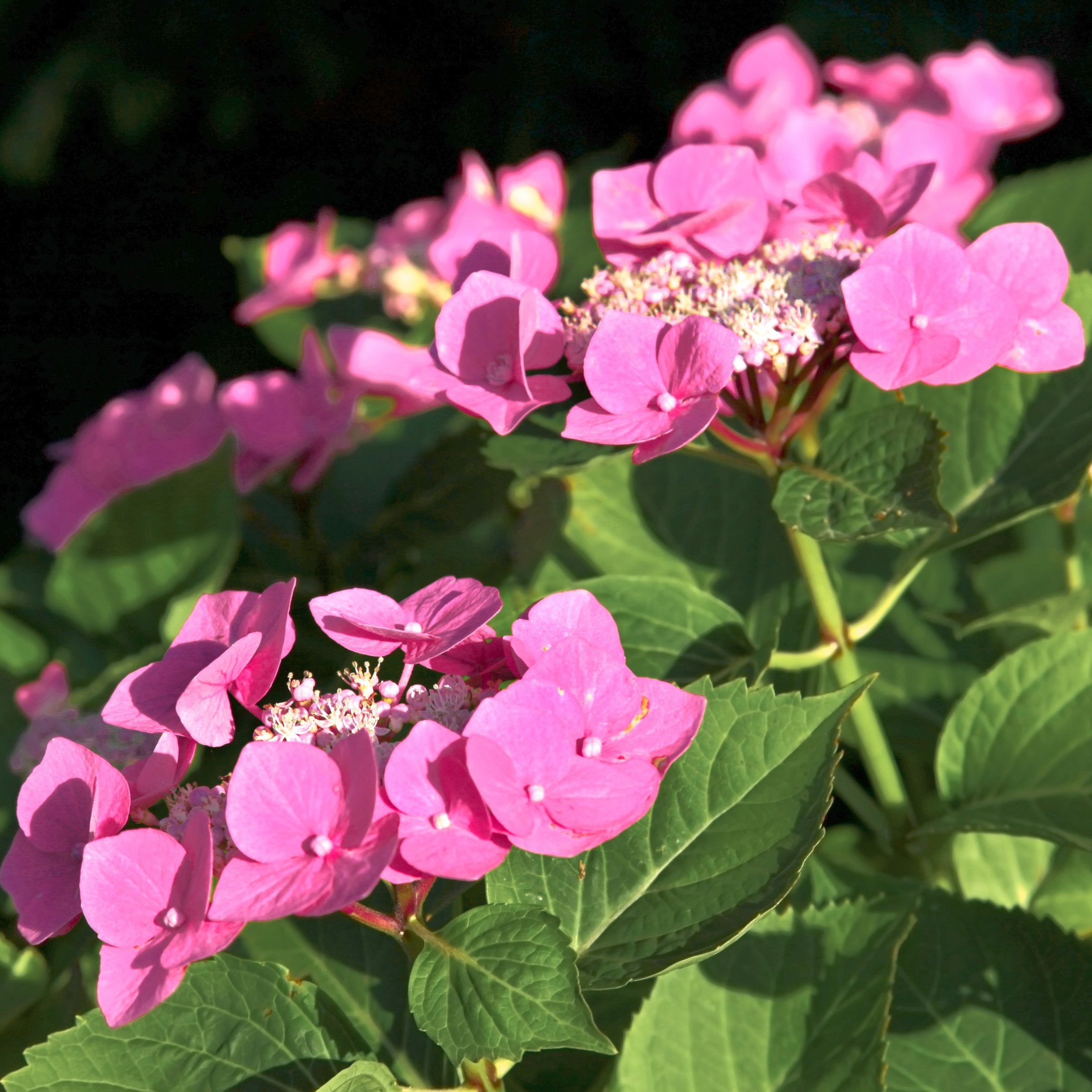 Hydrangea 'Preziosa' - 4" (PICK UP ONLY)