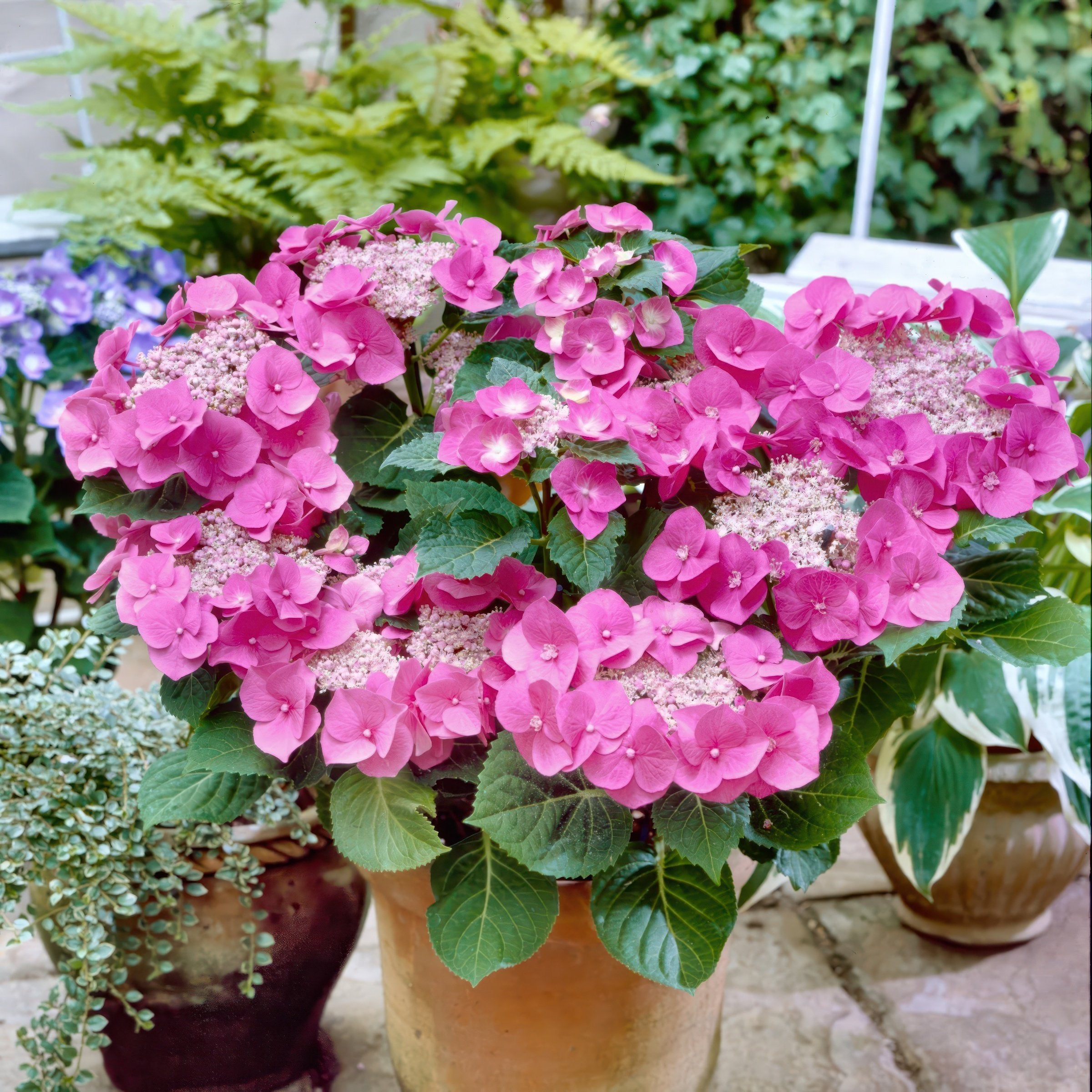 Hydrangea 'Preziosa' - 4" (PICK UP ONLY)
